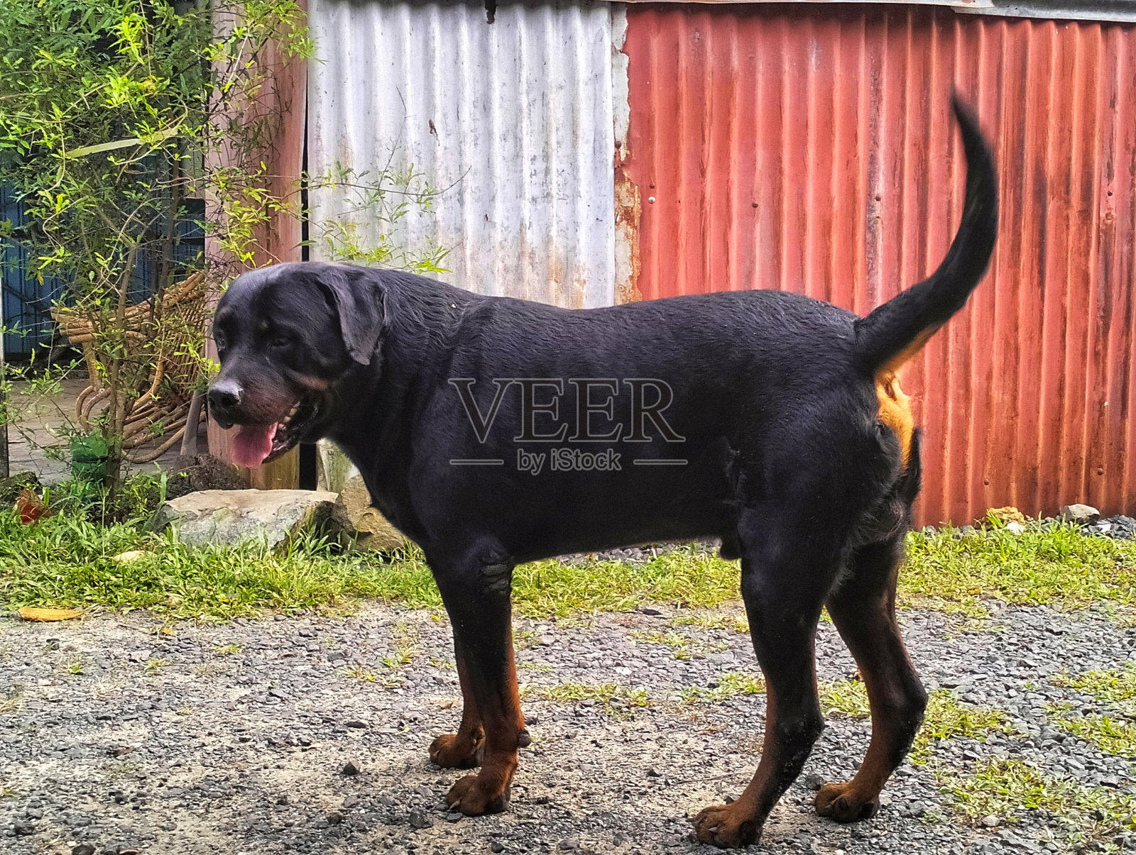 一只大罗威纳犬在警戒照片摄影图片