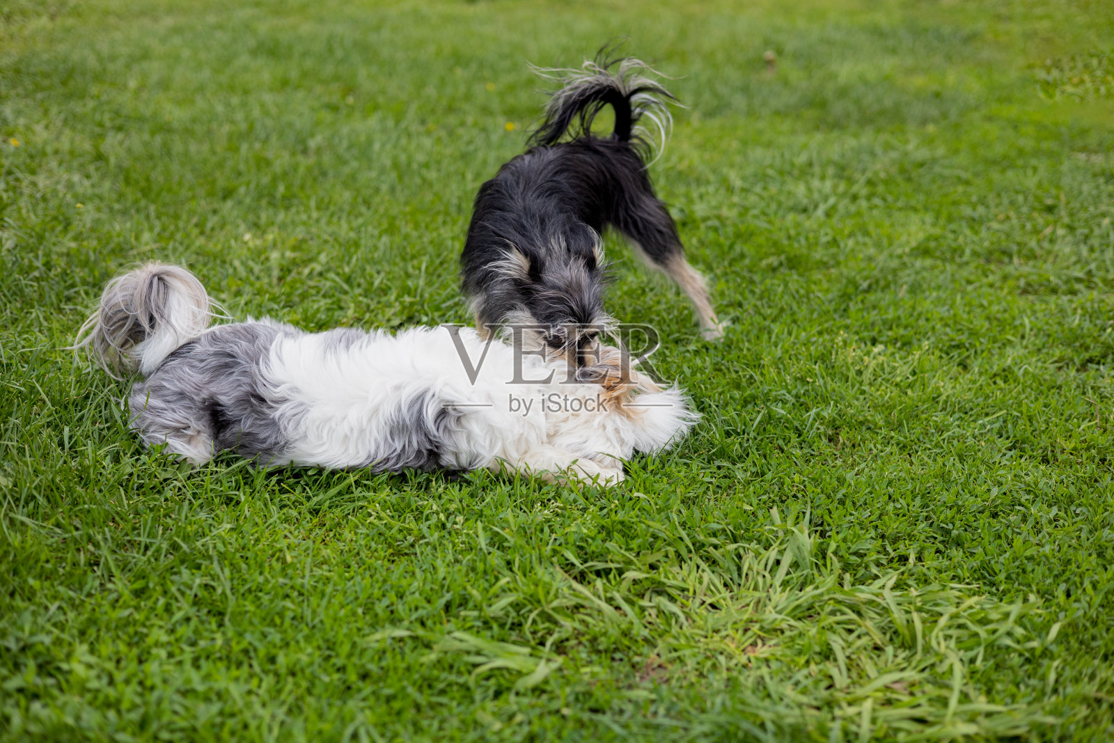 夏天，两只小哈巴狗在绿草地上玩耍。狗躺在绿色的草坪上玩耍，互相咬。在晴朗的夏日散步的狗狗。照片摄影图片