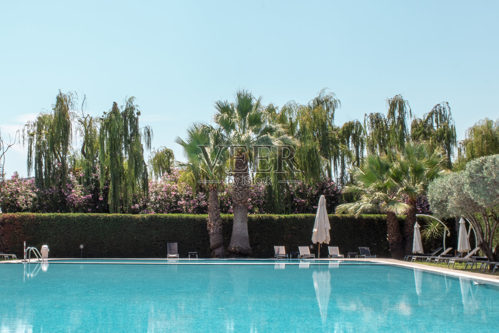 池区。有棕榈树的游泳池照片摄影图片