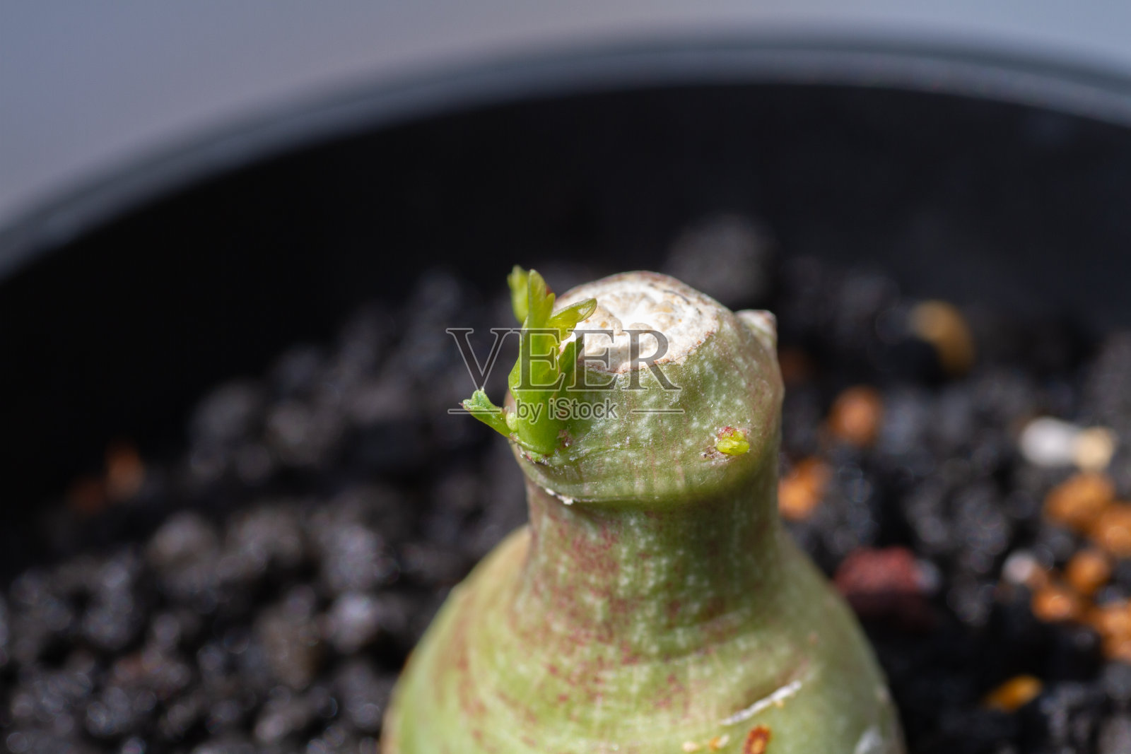 白果Adenia glauca照片摄影图片