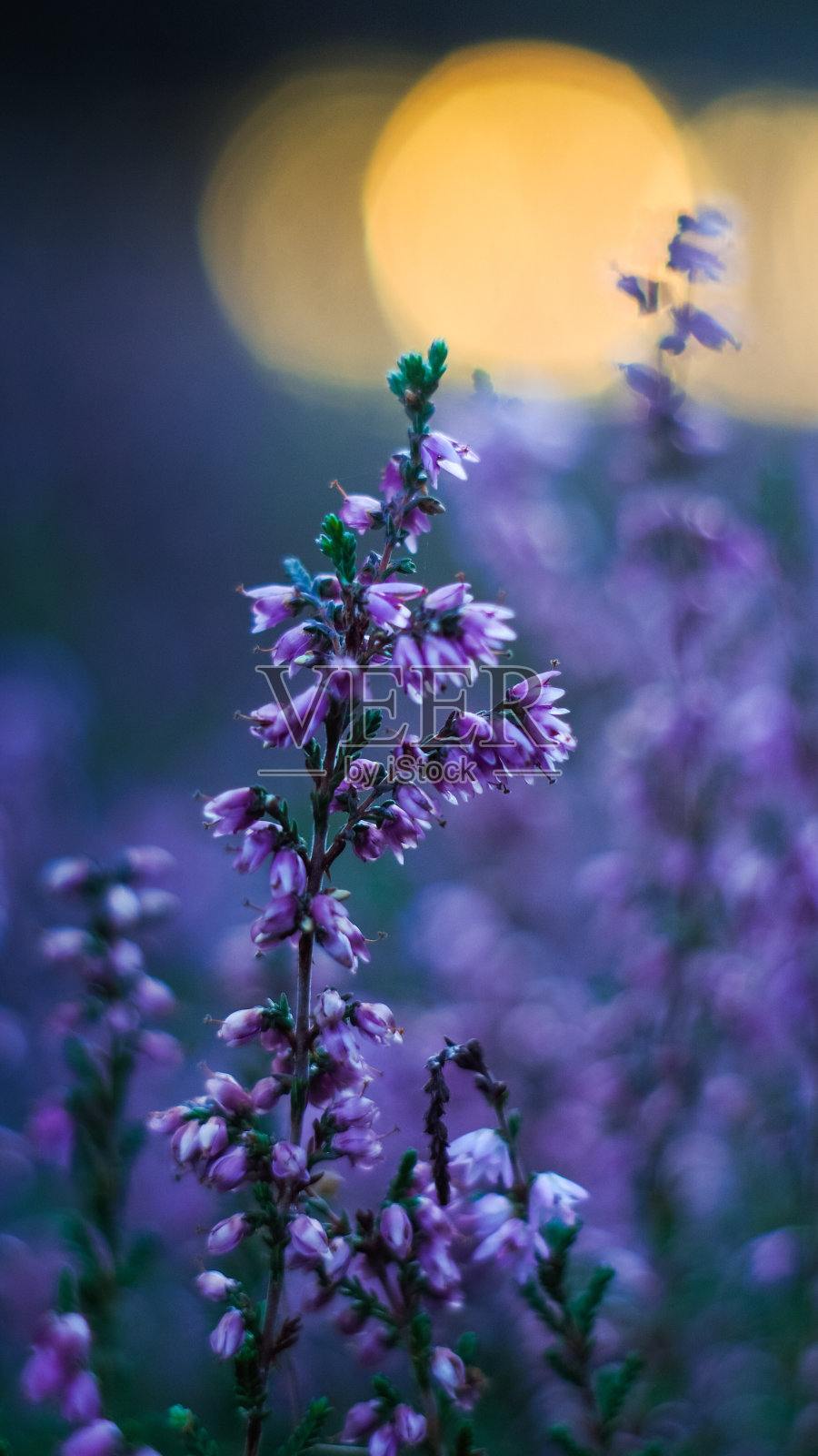 Forêt des Landes de Gascogne照片摄影图片