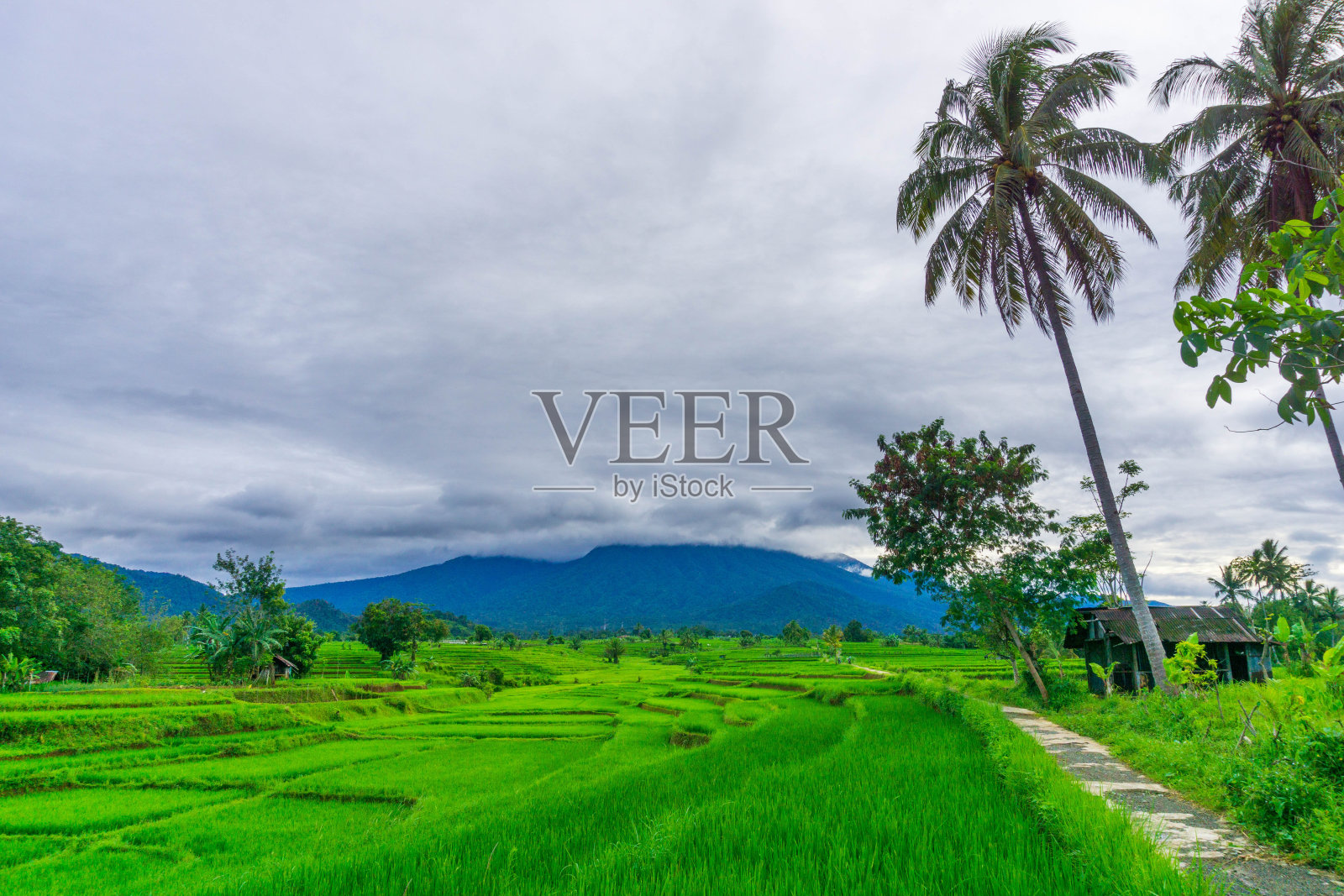 美丽的晨景印尼全景景观稻田与美丽的色彩和天空的自然光照片摄影图片