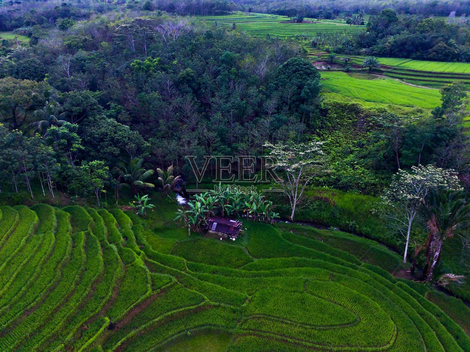 美丽的晨景印尼全景景观稻田与美丽的色彩和天空的自然光照片摄影图片