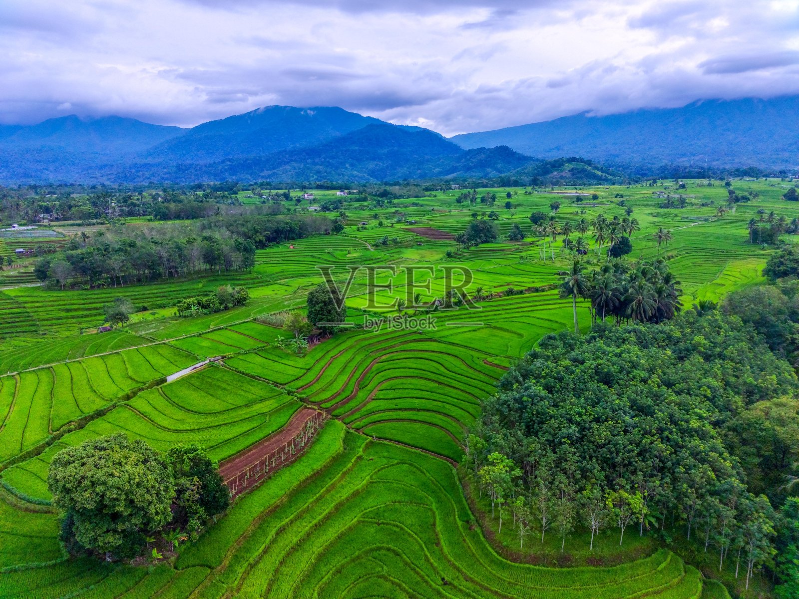 美丽的晨景印尼全景景观稻田与美丽的色彩和天空的自然光照片摄影图片