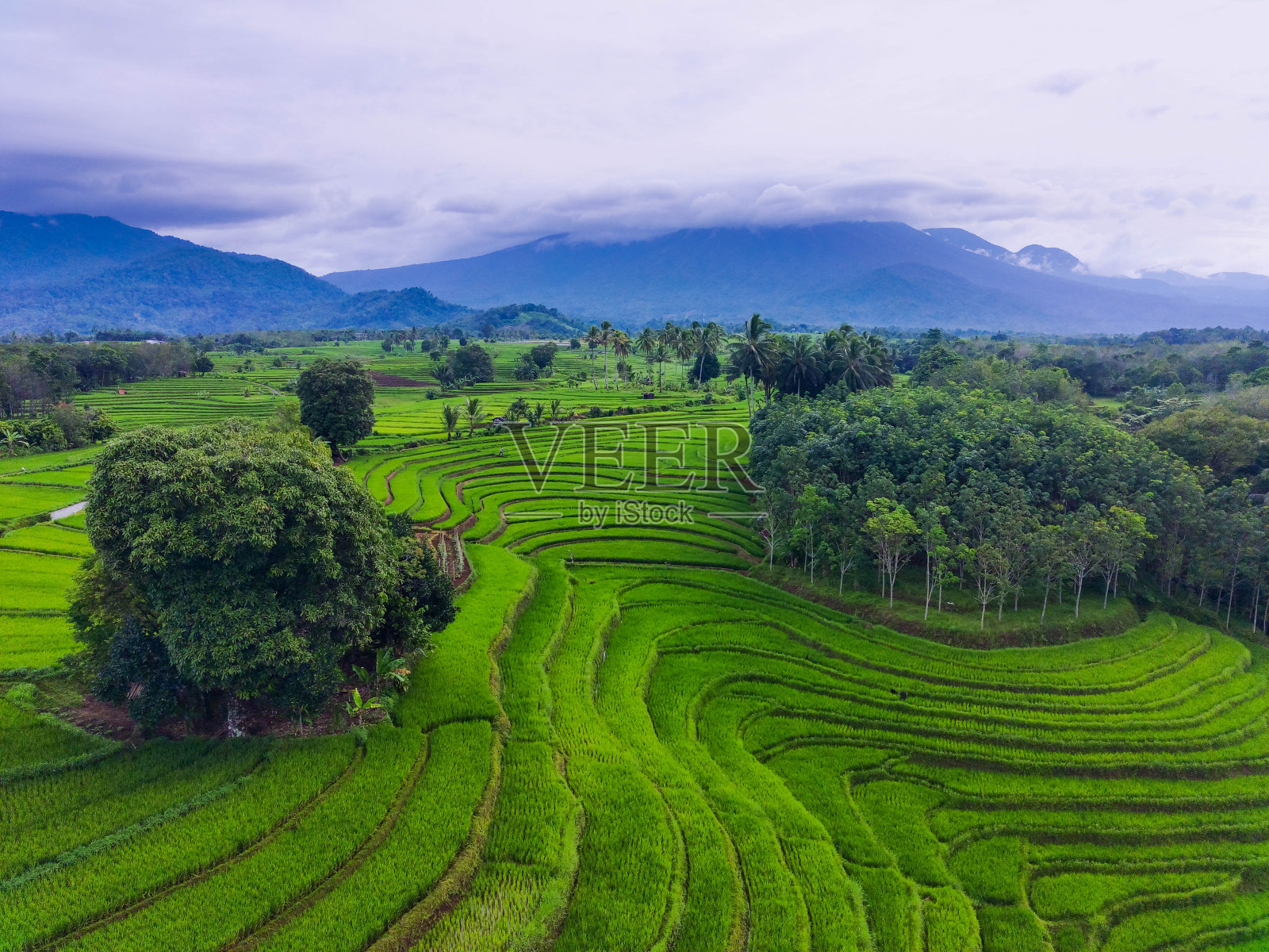 美丽的晨景印尼全景景观稻田与美丽的色彩和天空的自然光照片摄影图片