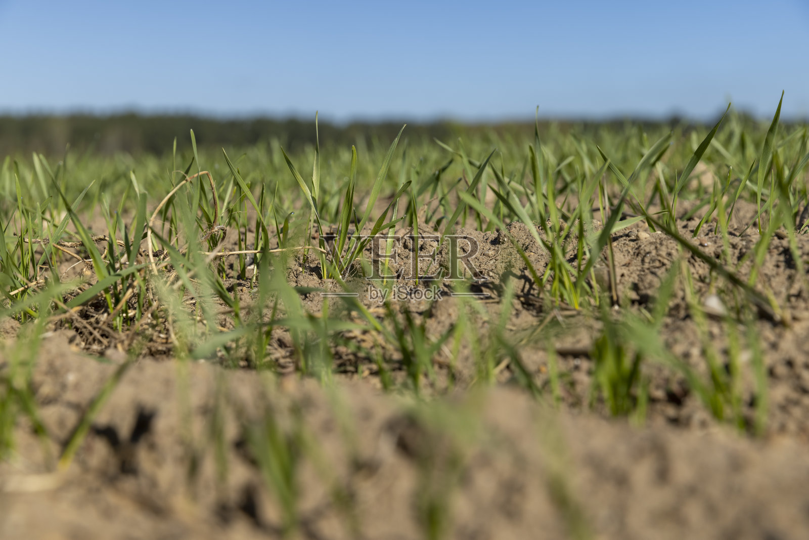 在晴朗的天气里，谷物的新收成照片摄影图片