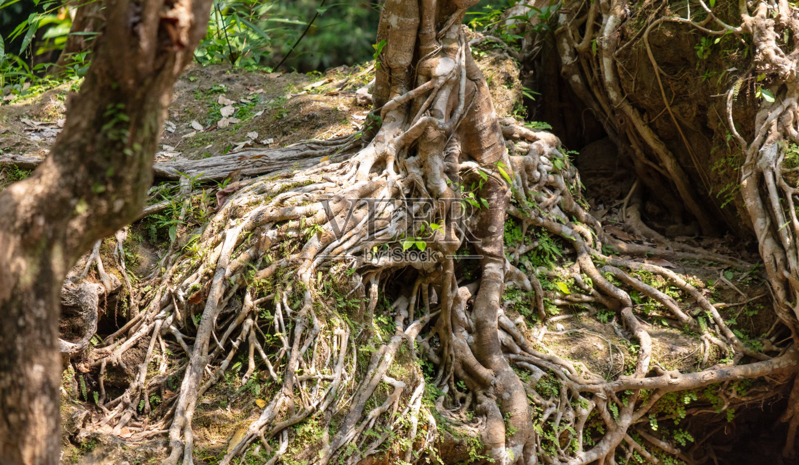热带树木的大根照片摄影图片