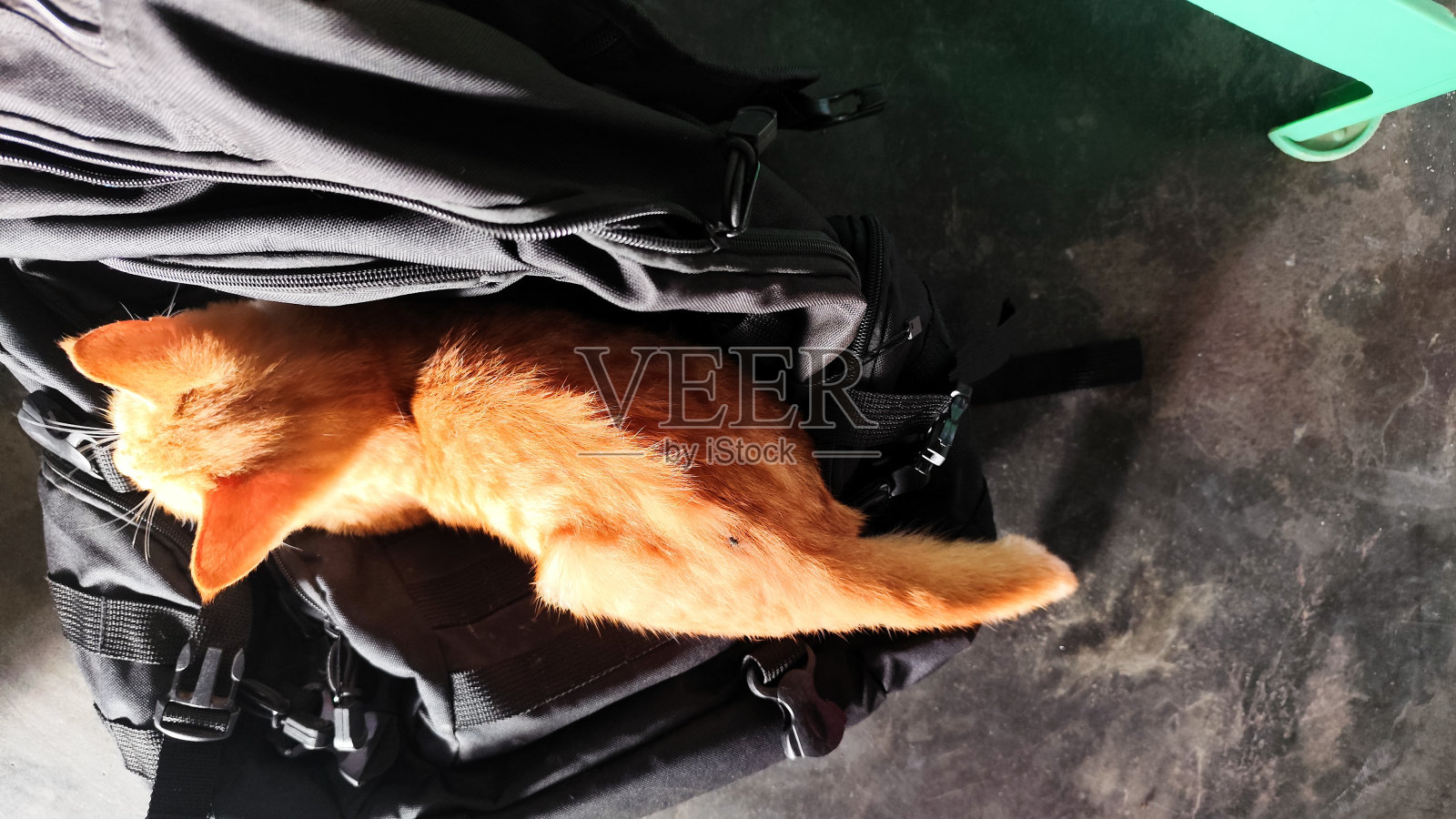 一只橙色的猫在黑色的背包上照片摄影图片