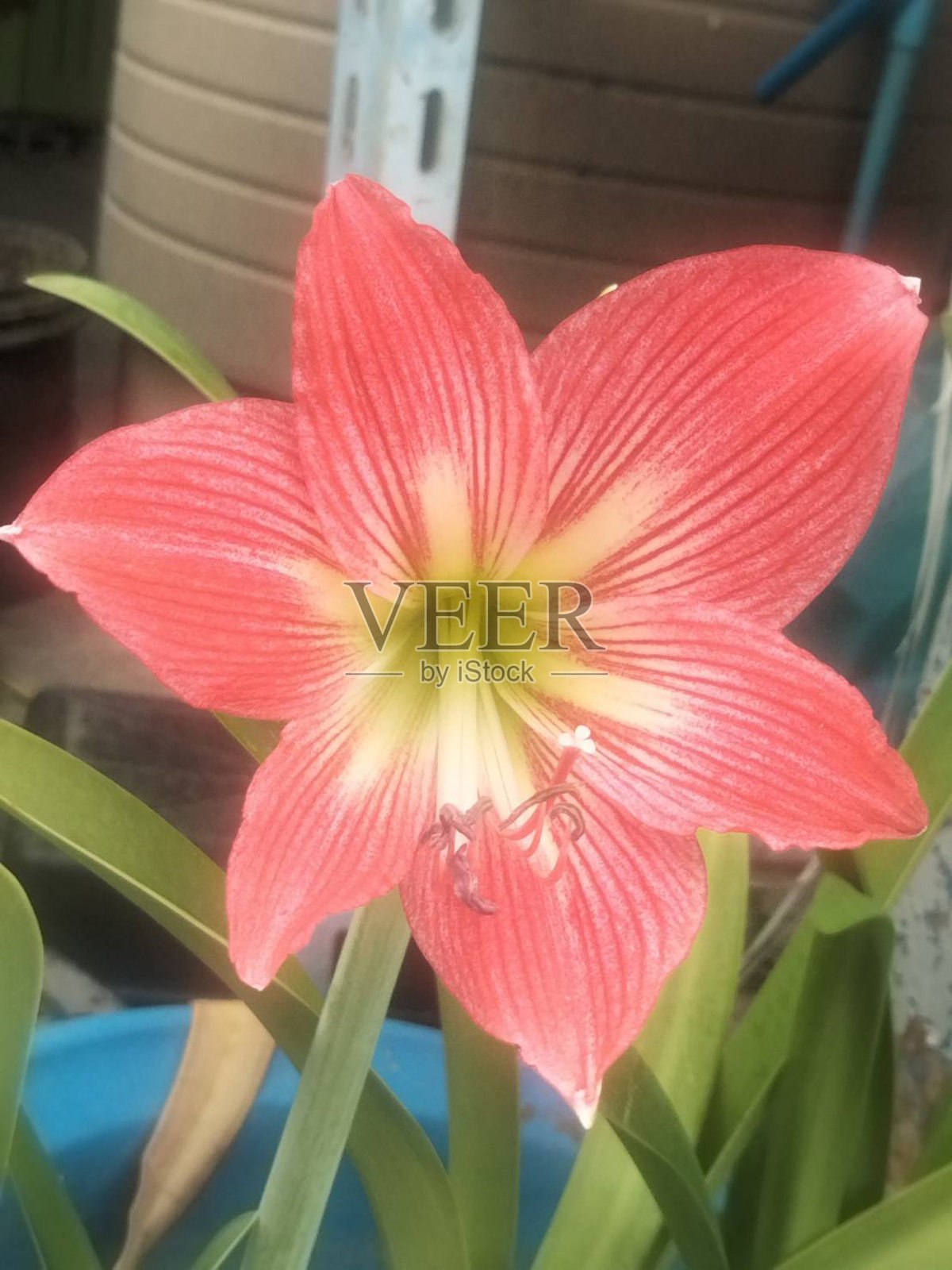 橙白百合照片摄影图片