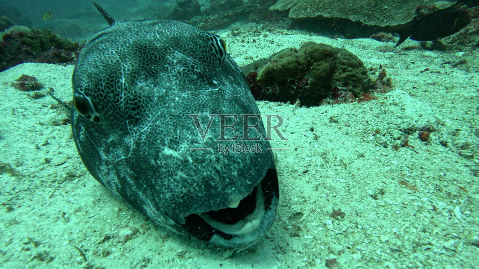 拉贾·安帕特潜水照片摄影图片