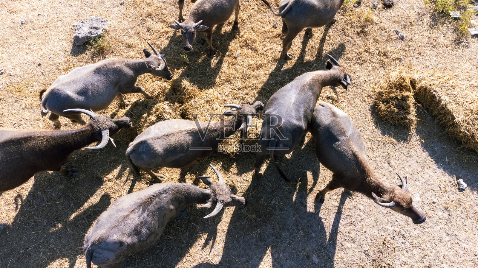 泰国养殖暹罗水牛。照片摄影图片