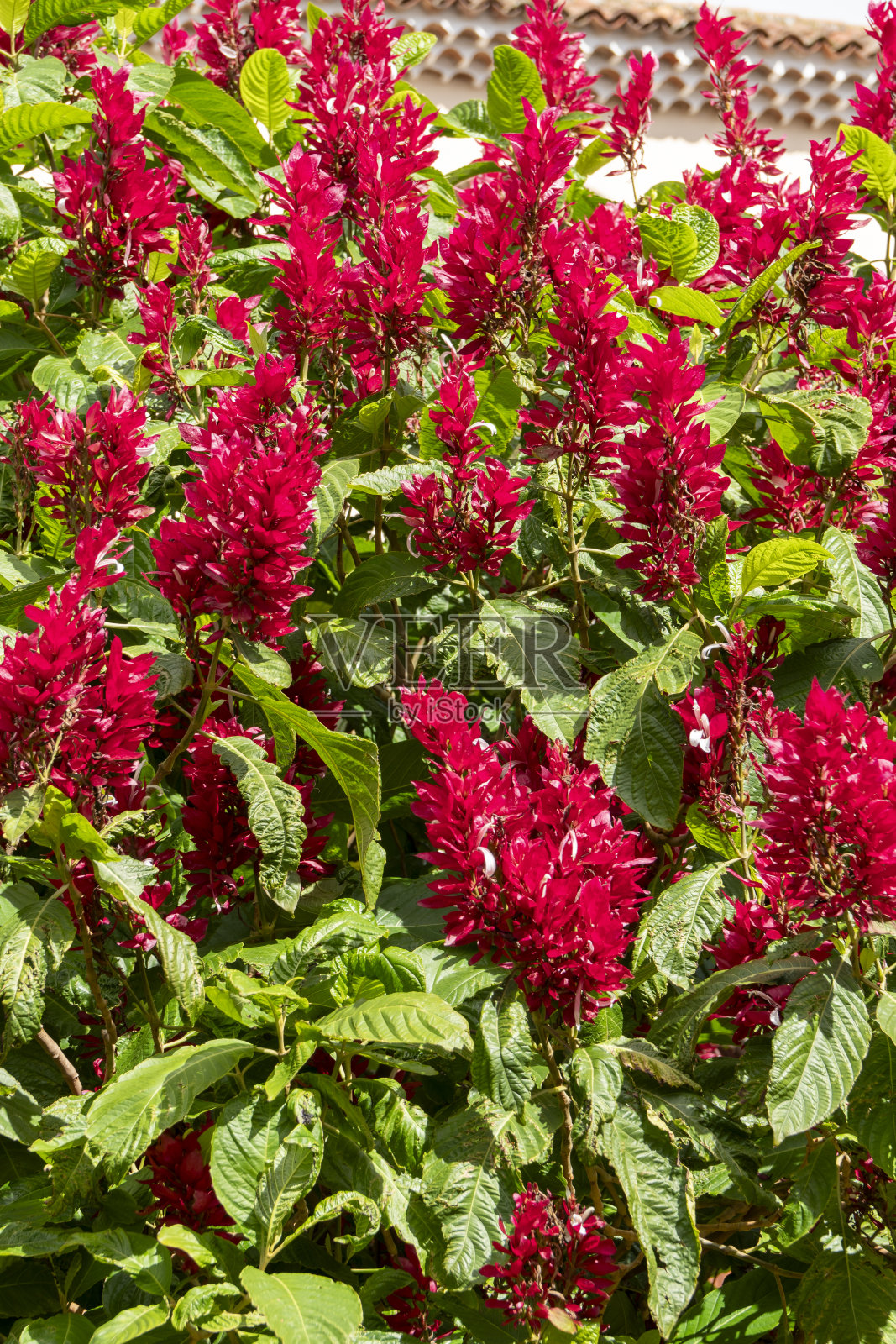 拉古纳镇特内里费岛加那利群岛西班牙照片摄影图片