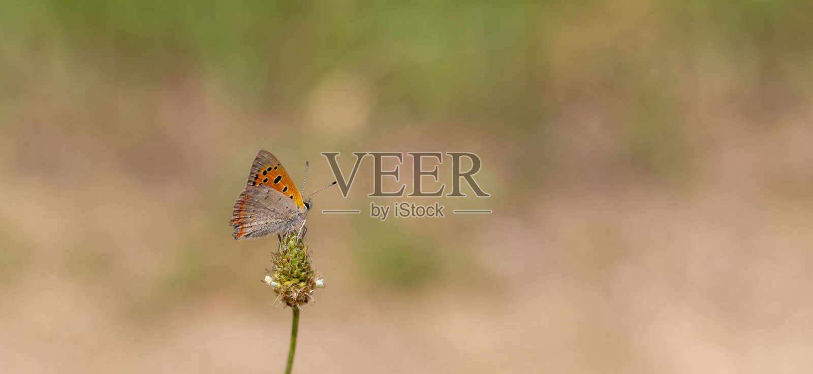 Lycaena phlaeas照片摄影图片