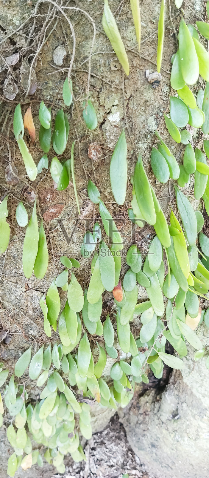 树皮纹理，树皮纹理背景照片摄影图片