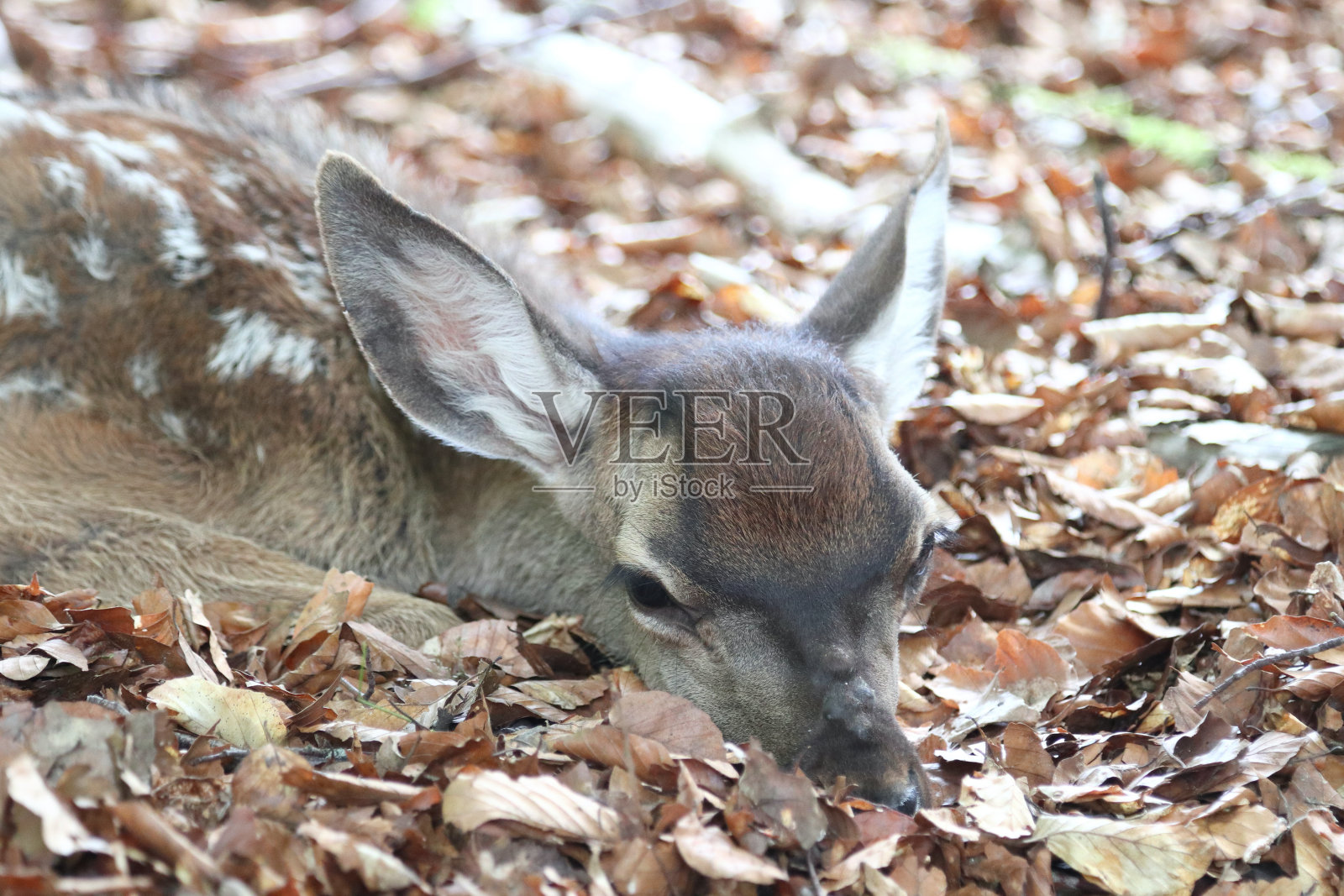 梅花鹿照片摄影图片