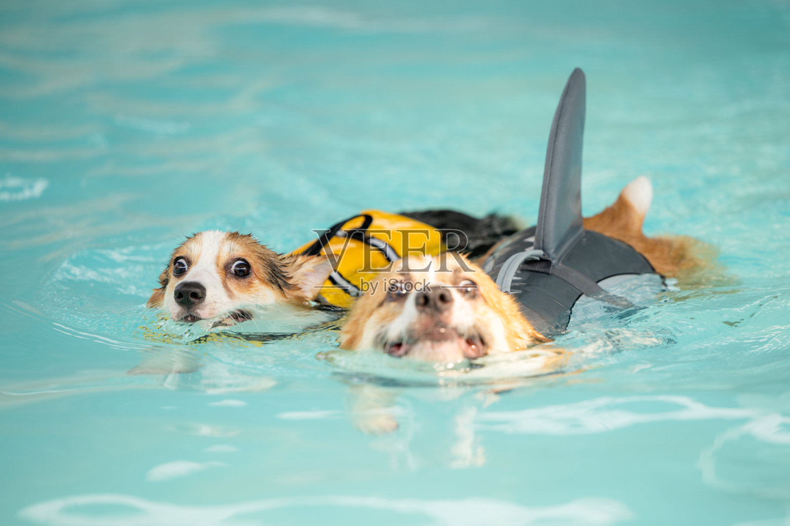 柯基小狗穿着泳衣他们在游泳做理疗。照片摄影图片
