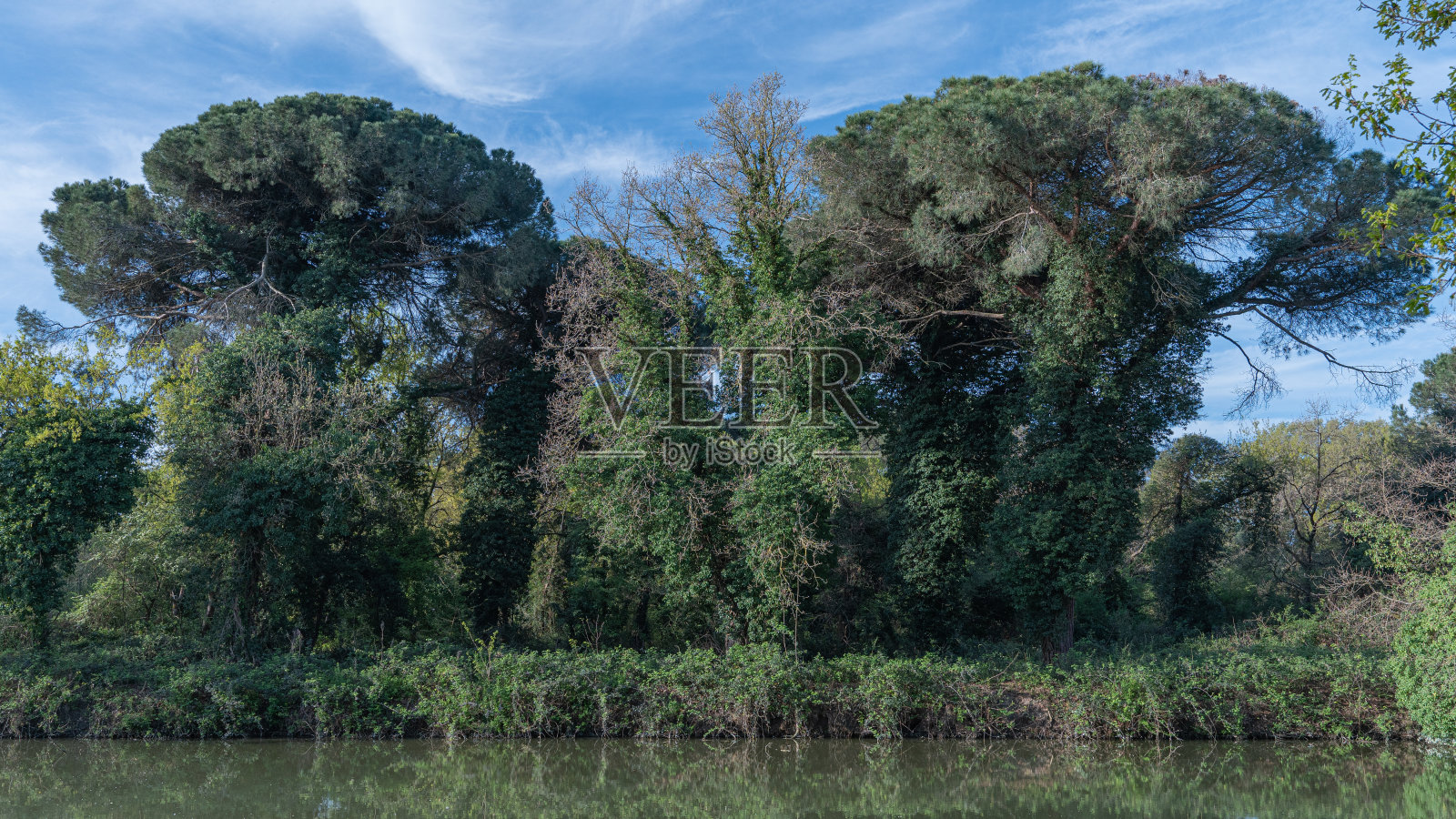观察自然的景观沿着河岸生长照片摄影图片