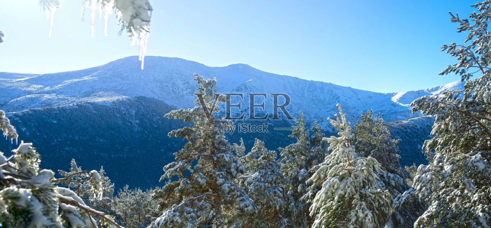 树木被雪覆盖，在风中结冰的全景照片摄影图片