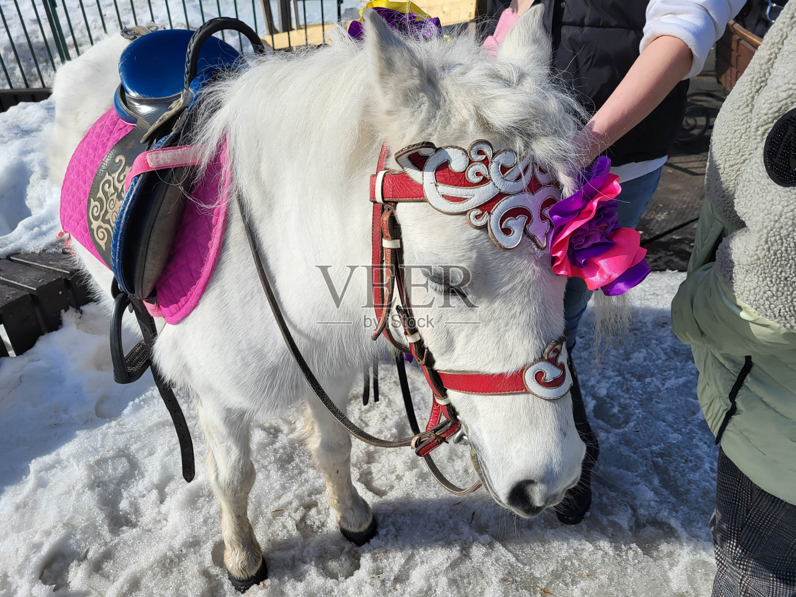 在冬季托儿所里有一匹白色优雅的小马准备让孩子们骑。照片摄影图片
