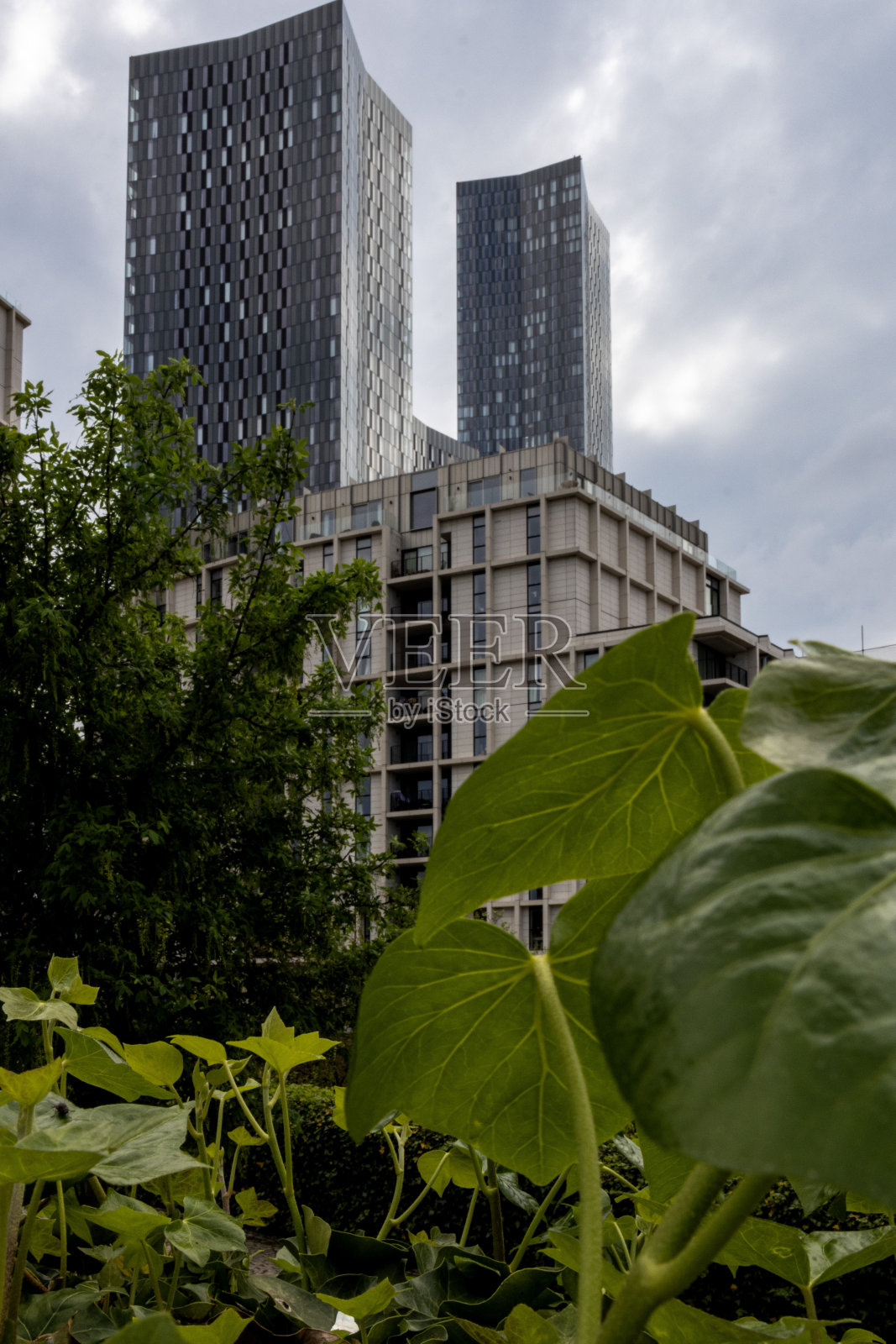 常春藤和摩天大楼照片摄影图片