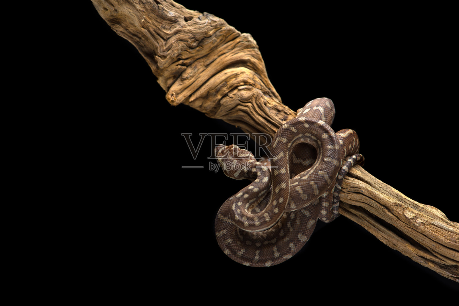 丛林地毯蟒蛇挂在树枝上孤立的黑色背景照片摄影图片