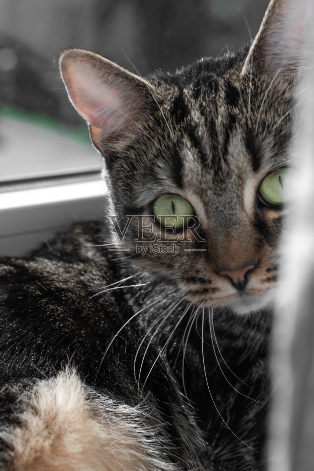 美丽的猫照片摄影图片