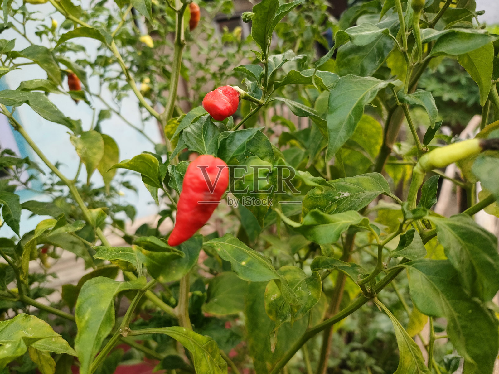 辣椒植物照片摄影图片