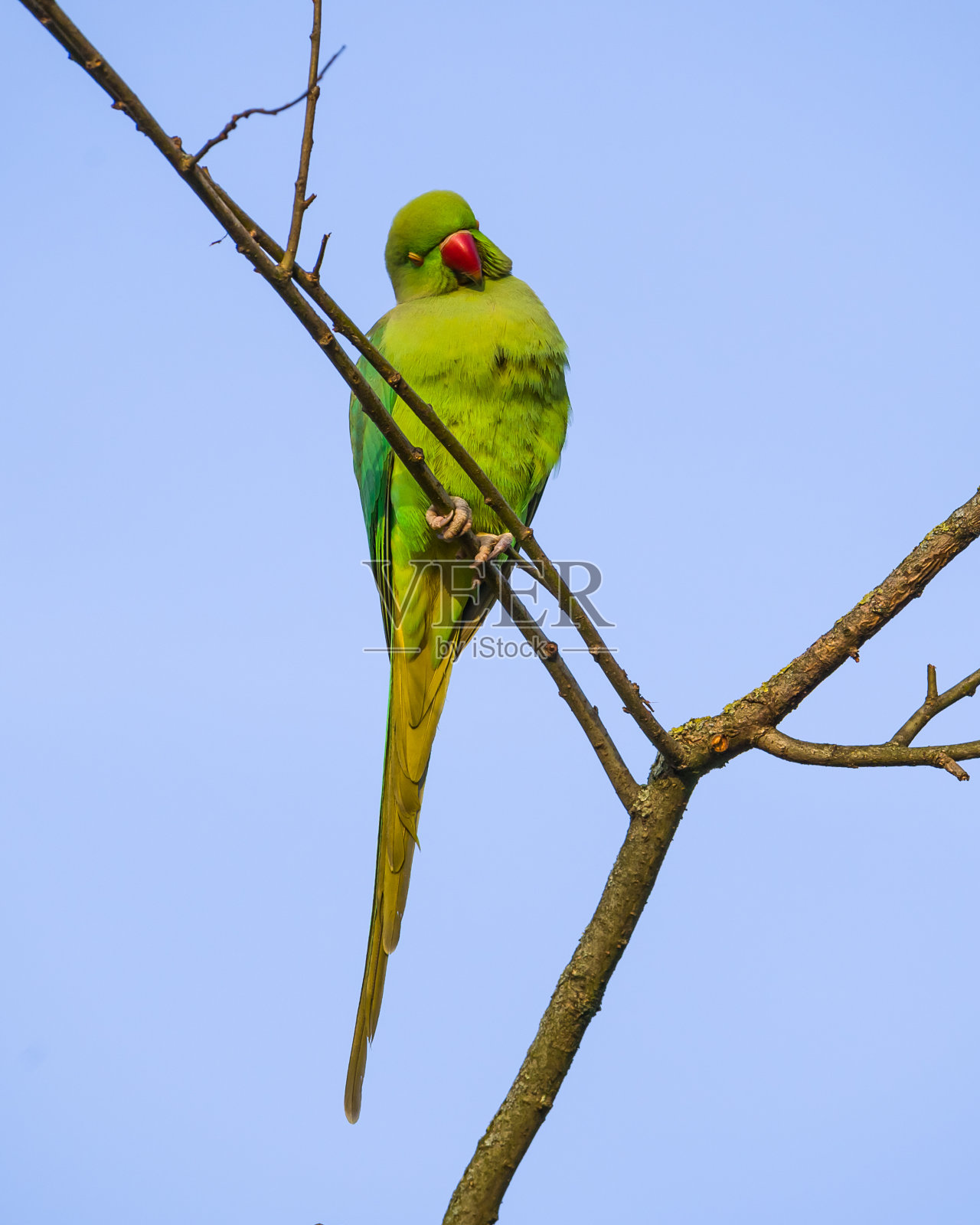 绿鹦鹉在树枝上睡觉照片摄影图片