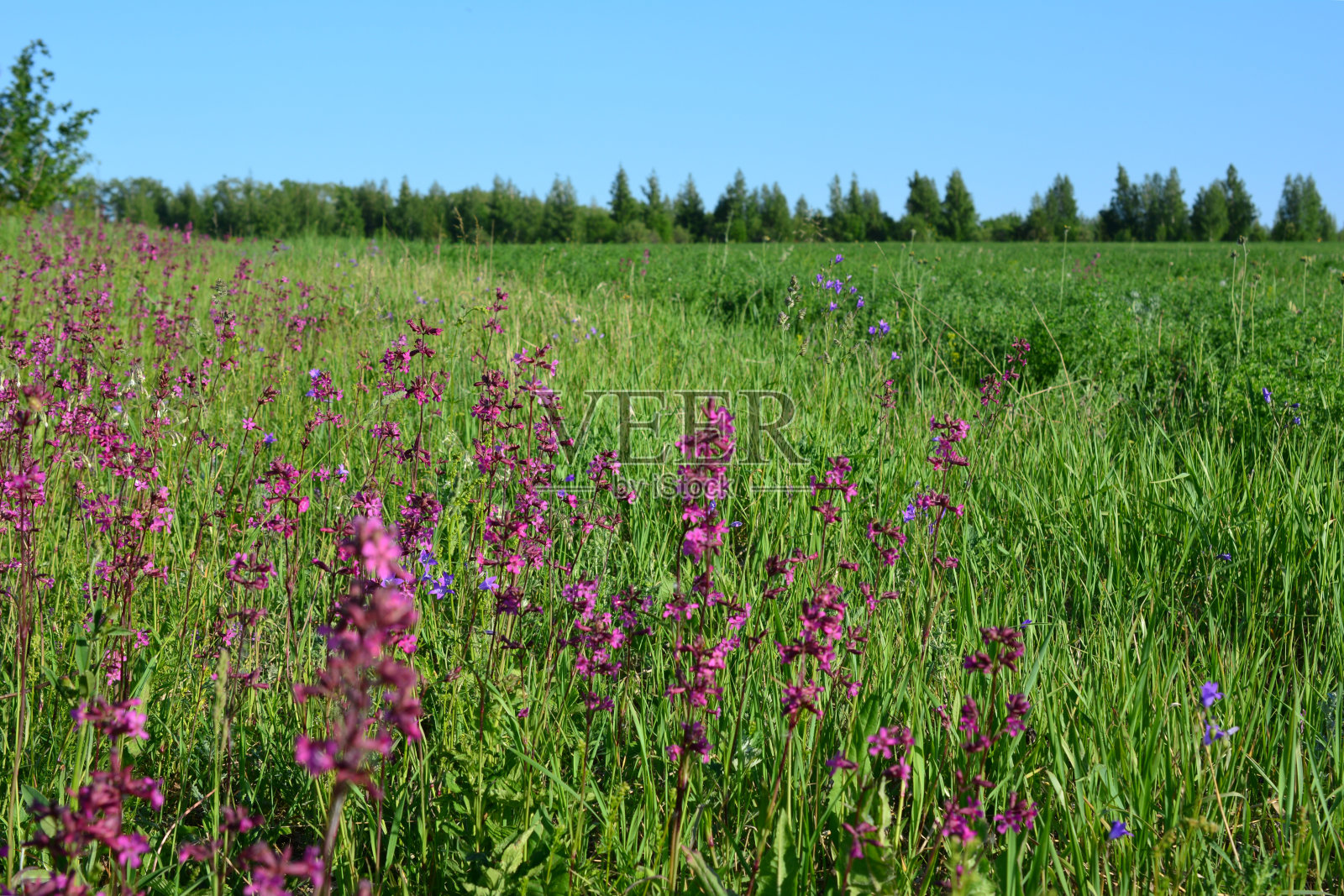 紫色的花在田野与一个清晰的蓝天复制空间照片摄影图片