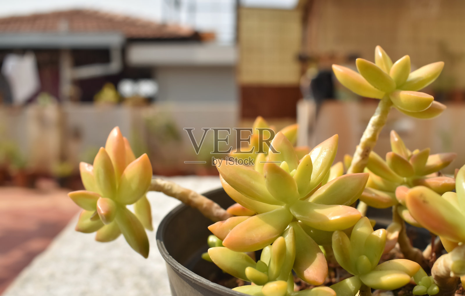 一种白色盆栽的多肉植物照片摄影图片