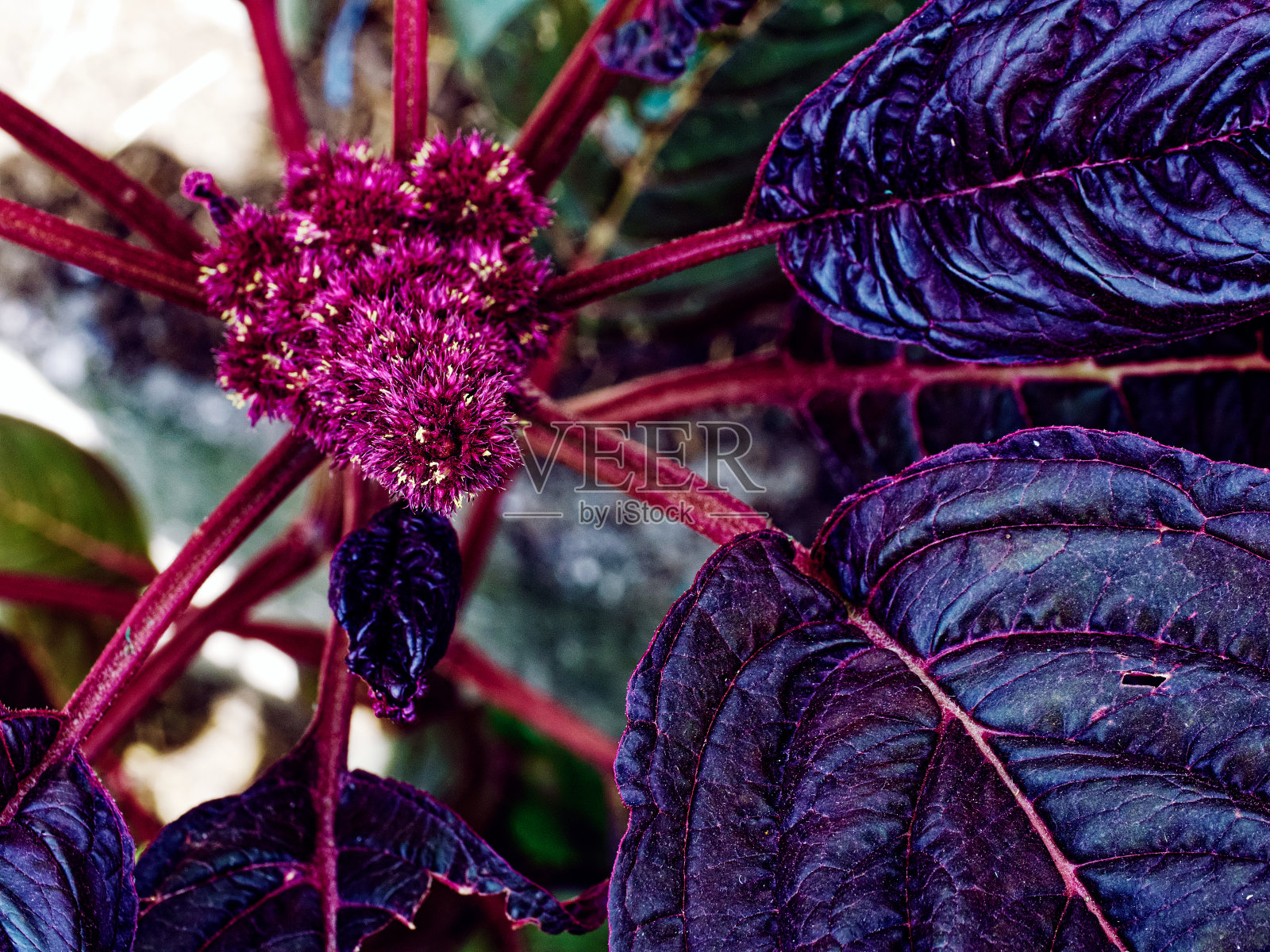 一个优雅的舞蹈之间充满活力的纹理红色的花朵和周围郁郁葱葱，深绿色的树叶展示。照片摄影图片