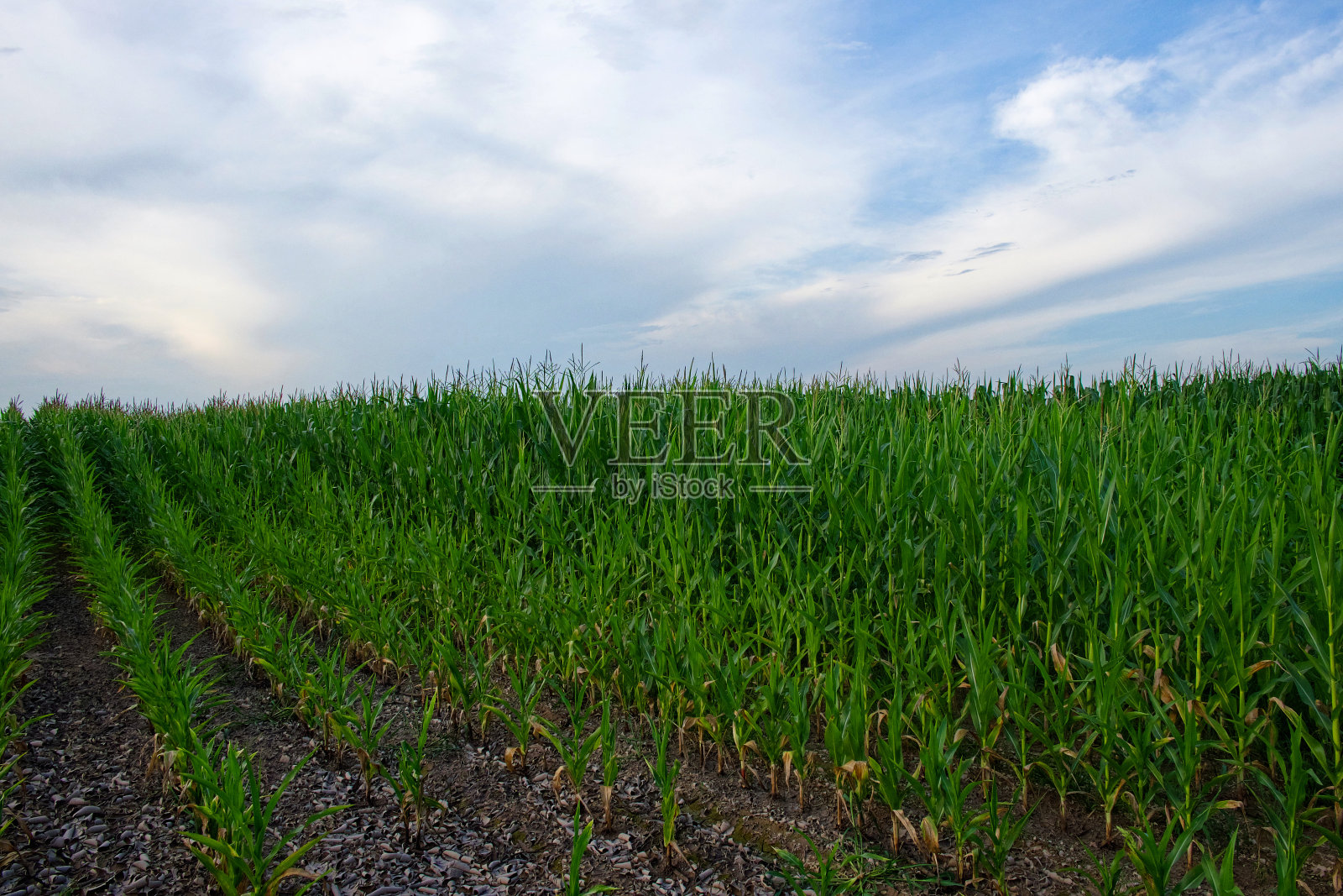 一片长满高大健康玉米的田地。照片摄影图片