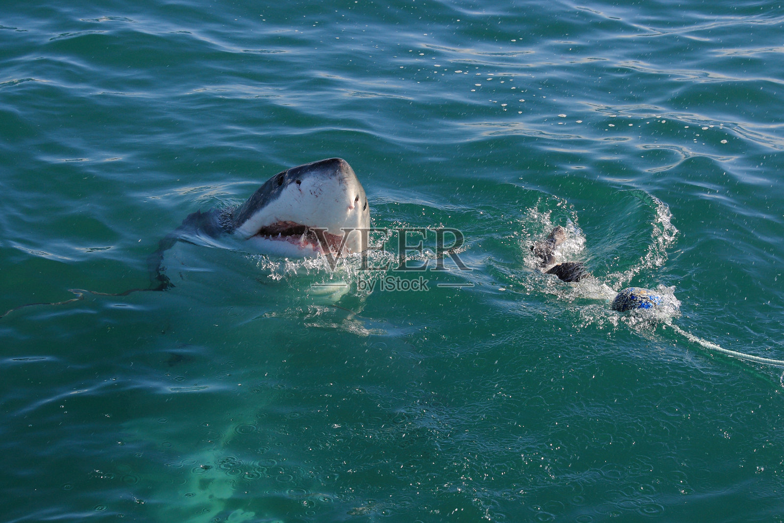大白鲨，Carcharodon carcharias，试图抓住诱饵，福斯湾，南非照片摄影图片