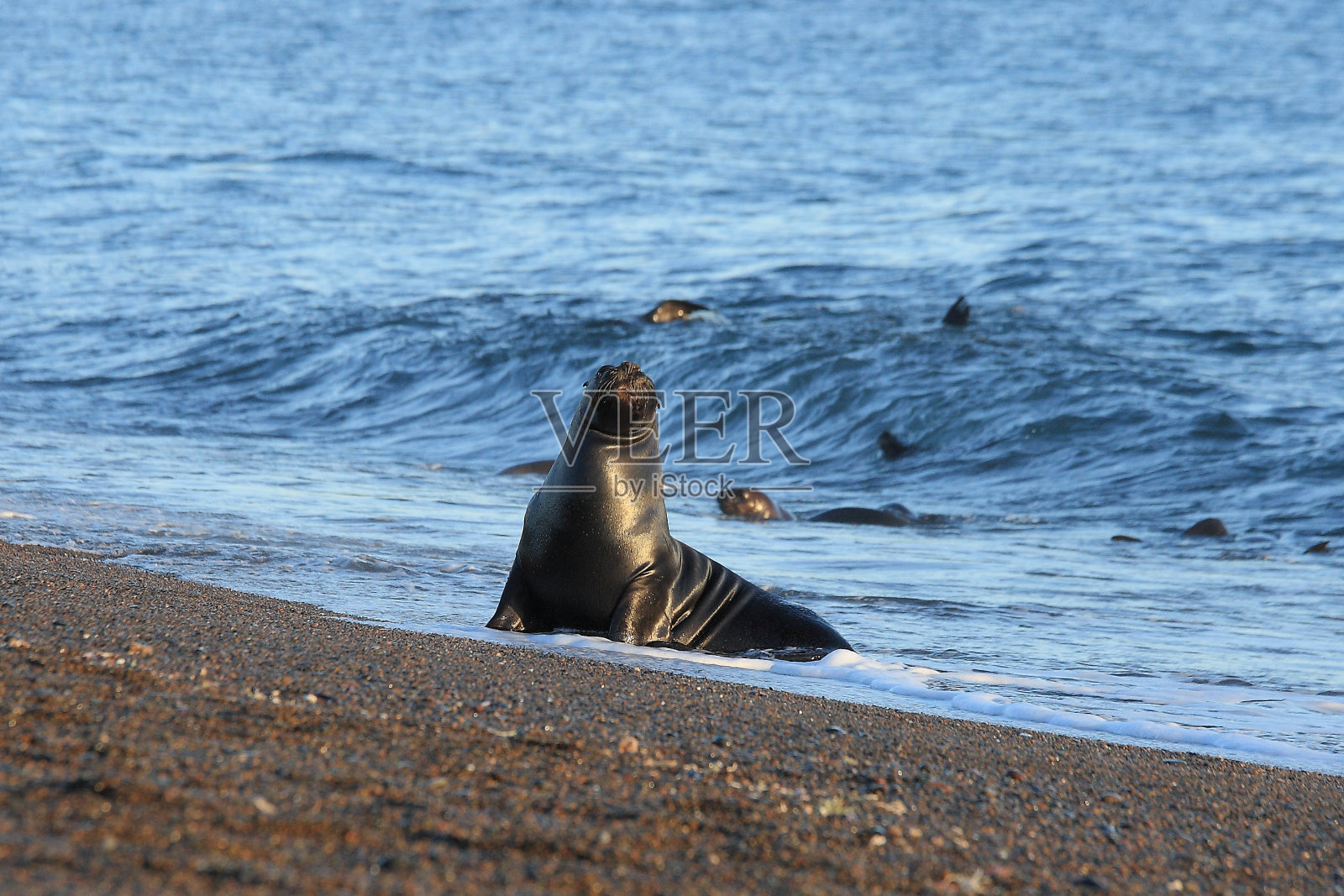 南美海狮或南部海狮或巴塔哥尼亚海狮，Otaria flavescens，在阿根廷巴塔哥尼亚瓦尔德斯半岛的Punta north水边休息照片摄影图片