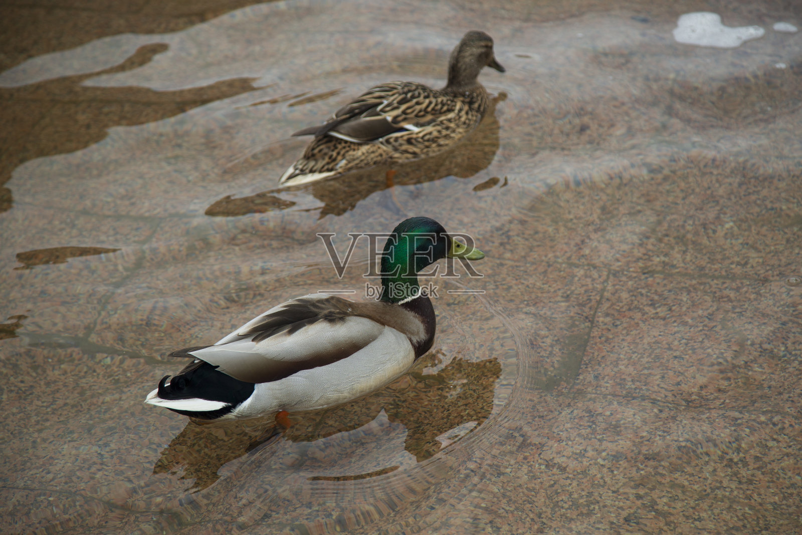 鸭子在游泳照片摄影图片