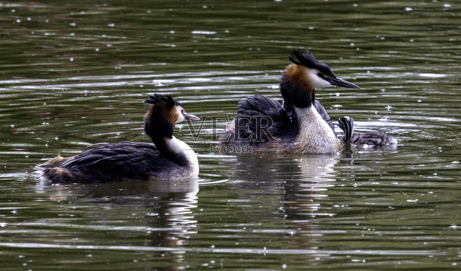 大凤头grebe照片摄影图片