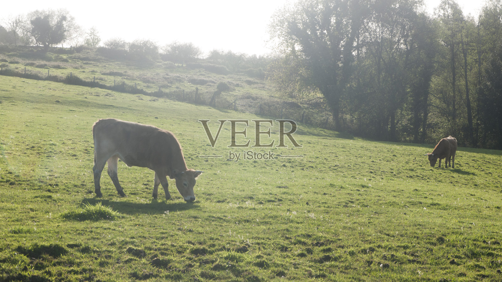 牛在阿斯图里亚斯的牧场上吃草照片摄影图片