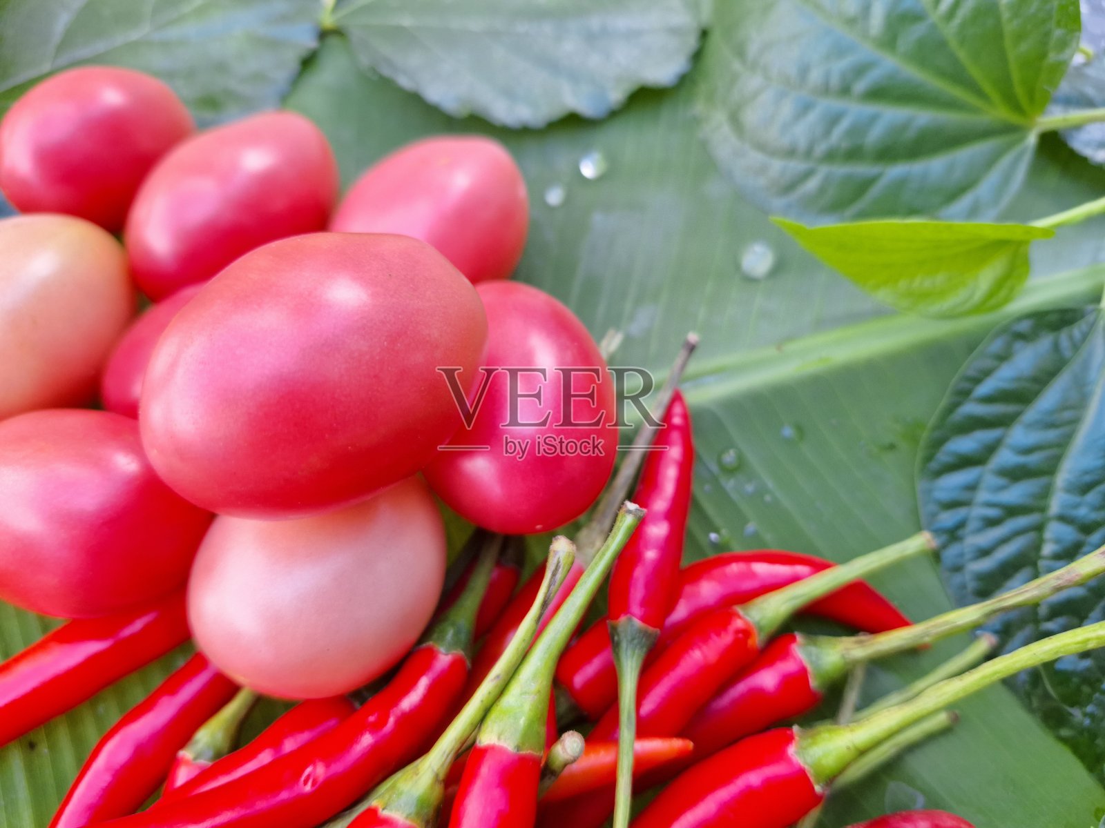 西红柿插图，辣椒照片摄影图片