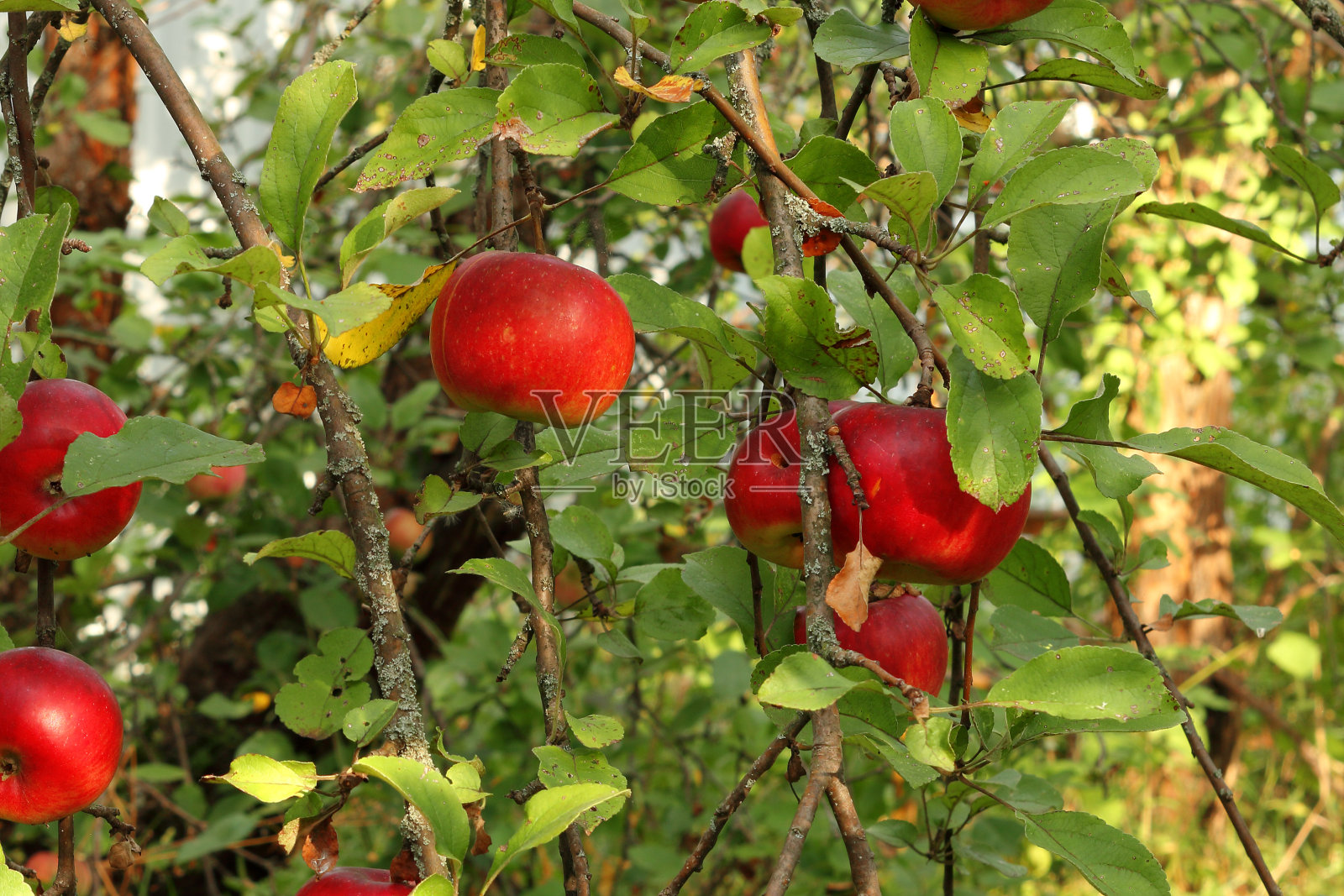红苹果在果园树上与阳光皇家晚会，富士，粉红女士照片摄影图片