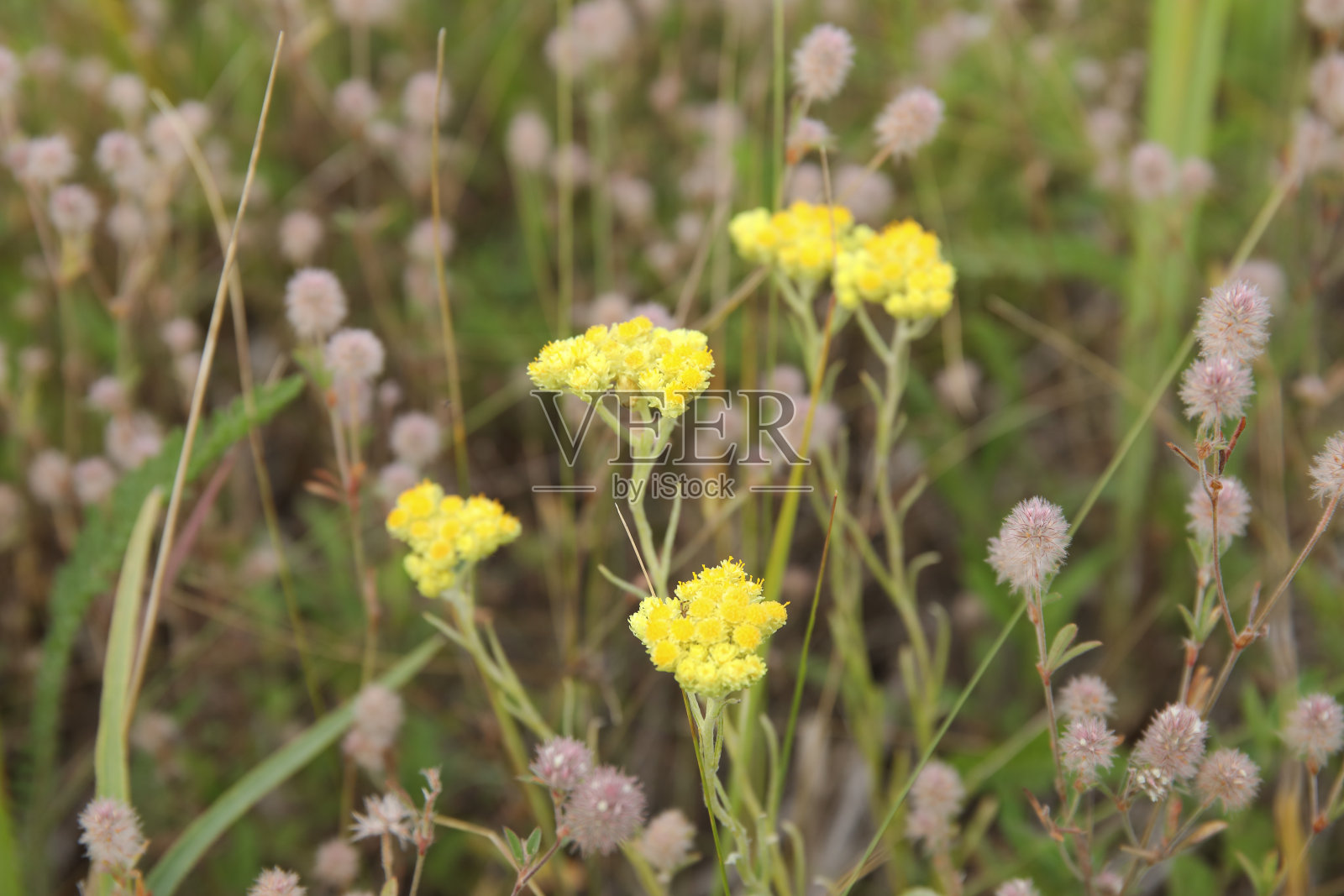灰蜡菊，矮生，不朽的黄花照片摄影图片