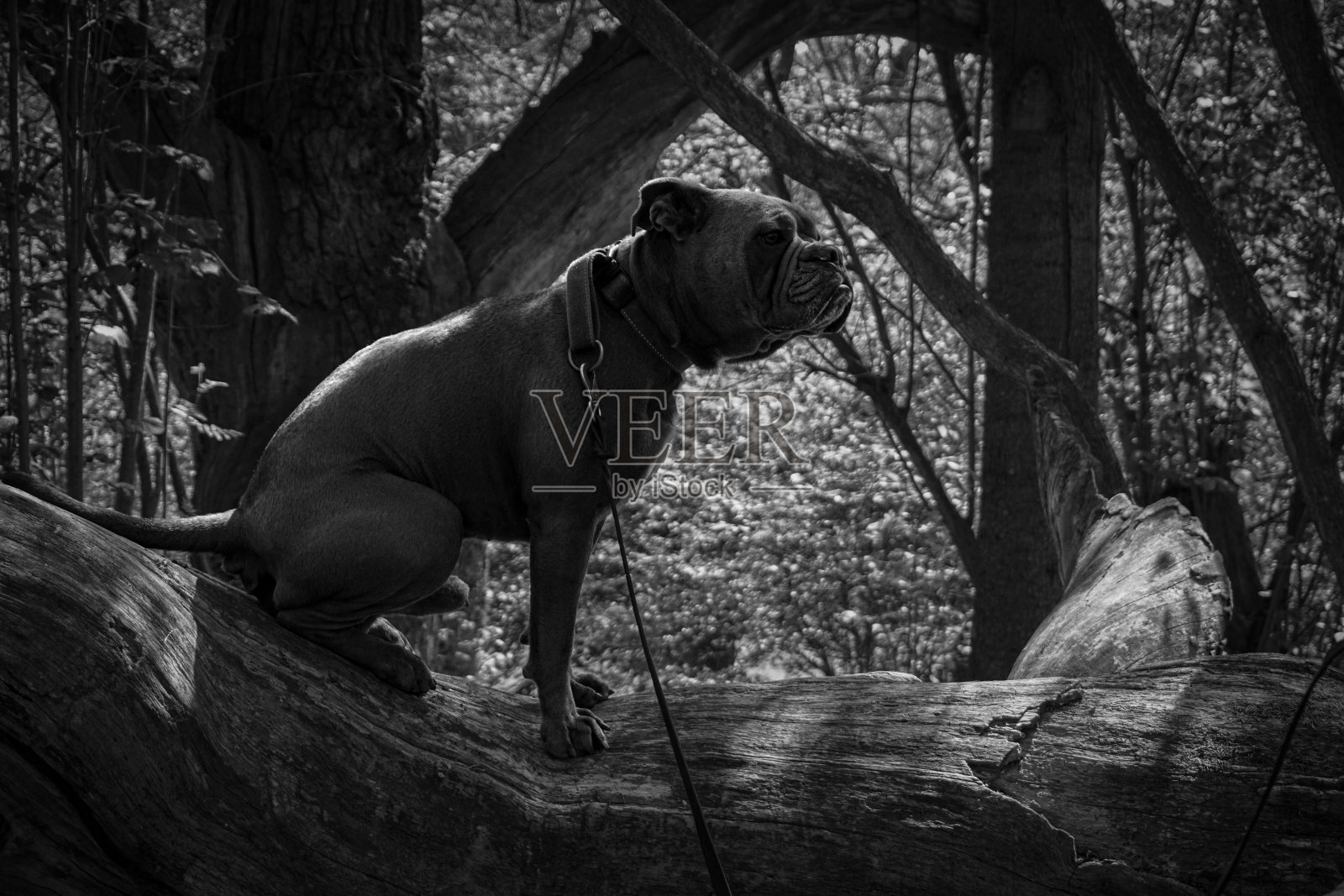 一只狗坐在倒下的树上照片摄影图片