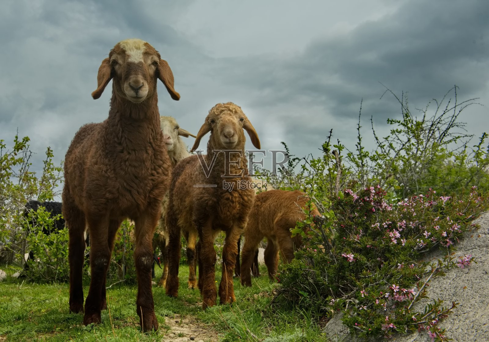 伊塞克湖岸边的羊群照片摄影图片