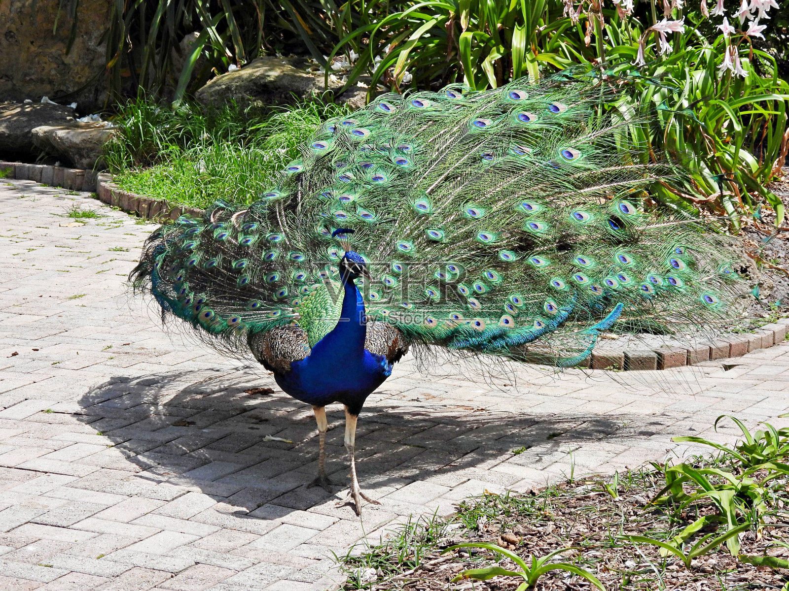 孔雀(Pavo cristatus) -求偶时的表现照片摄影图片