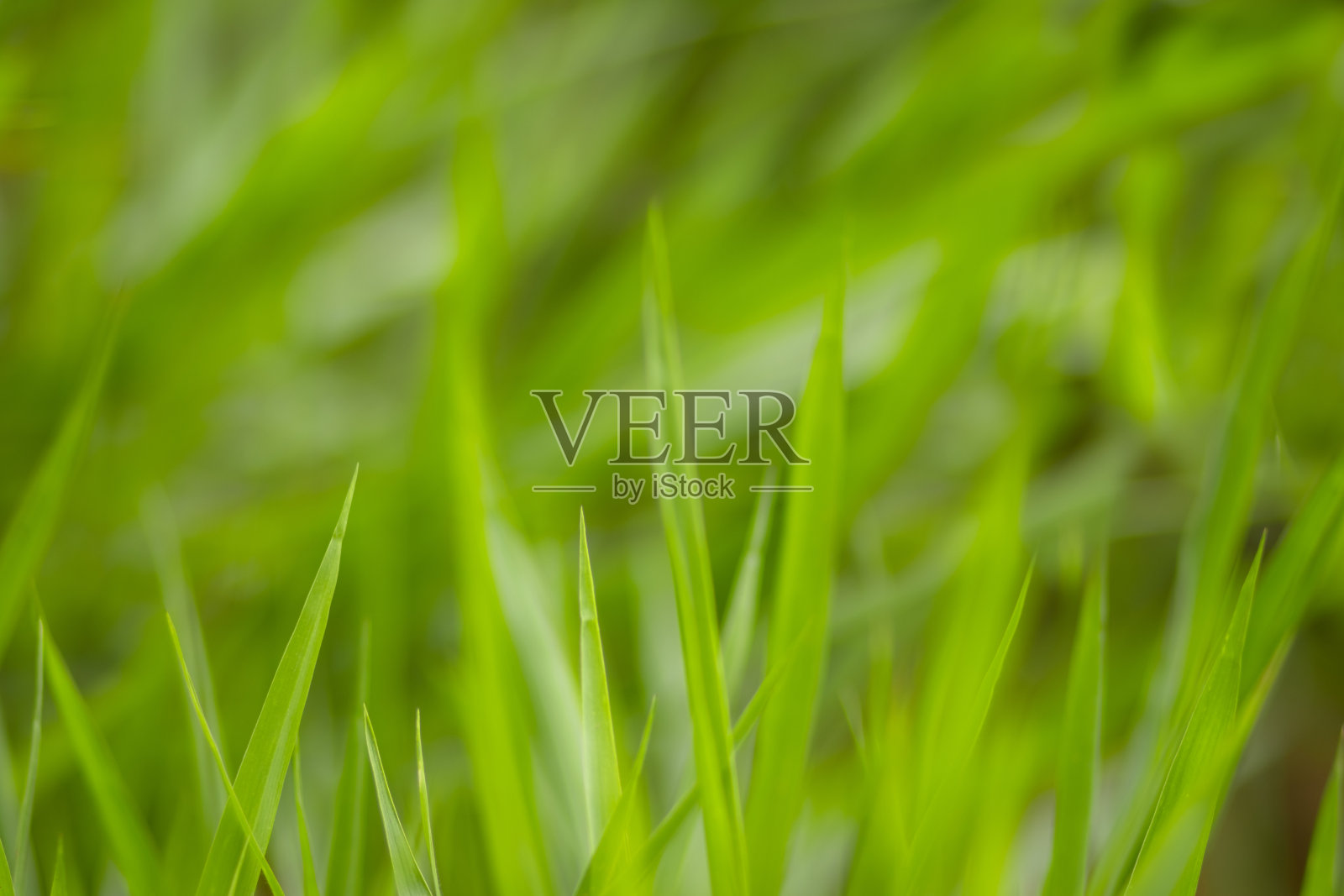 绿色草地模糊背景照片摄影图片