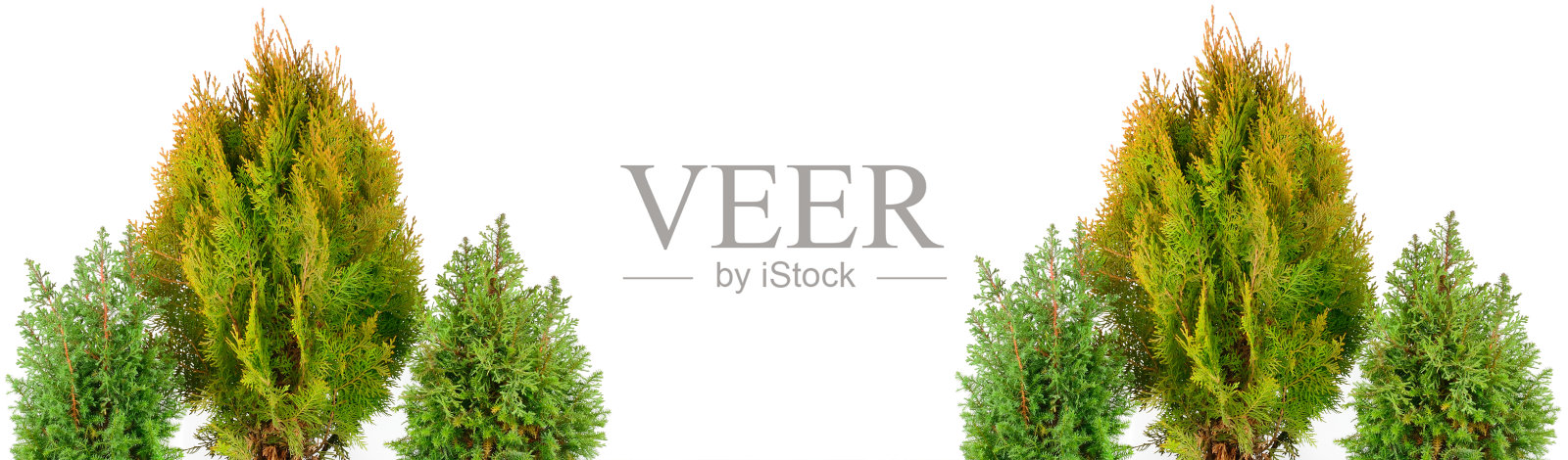 花园里的灌木和柏树在一盆白花上隔离开来。有文字的空闲空间。宽的照片。拼贴画。照片摄影图片