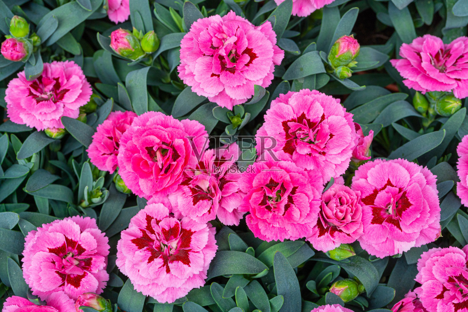 Small Red Carnations Pattern, Natural Blooming Texture Background Top View, Many Small Pink照片摄影图片