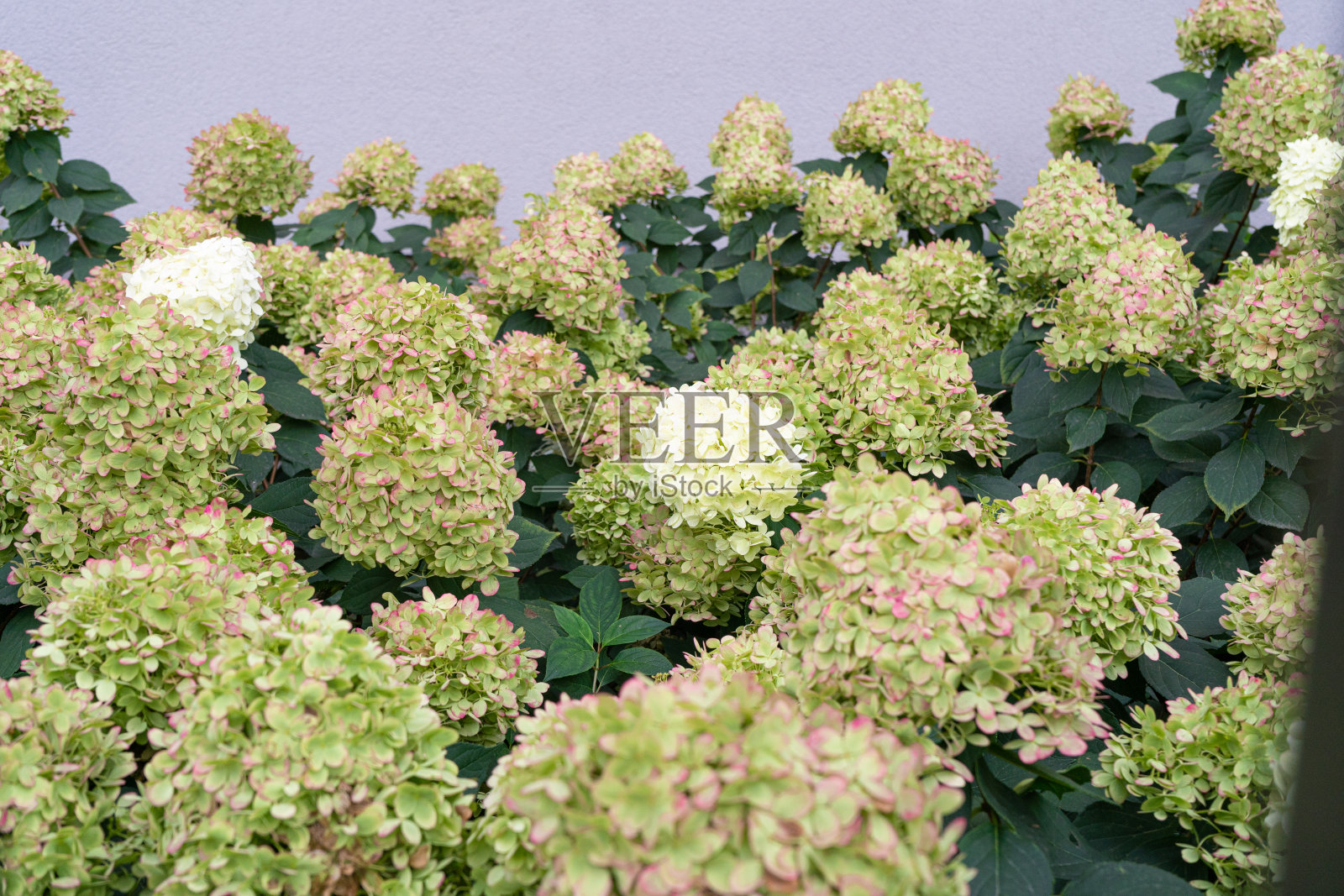 绣球花，盛开的白色马兰花，绣球花特写照片摄影图片