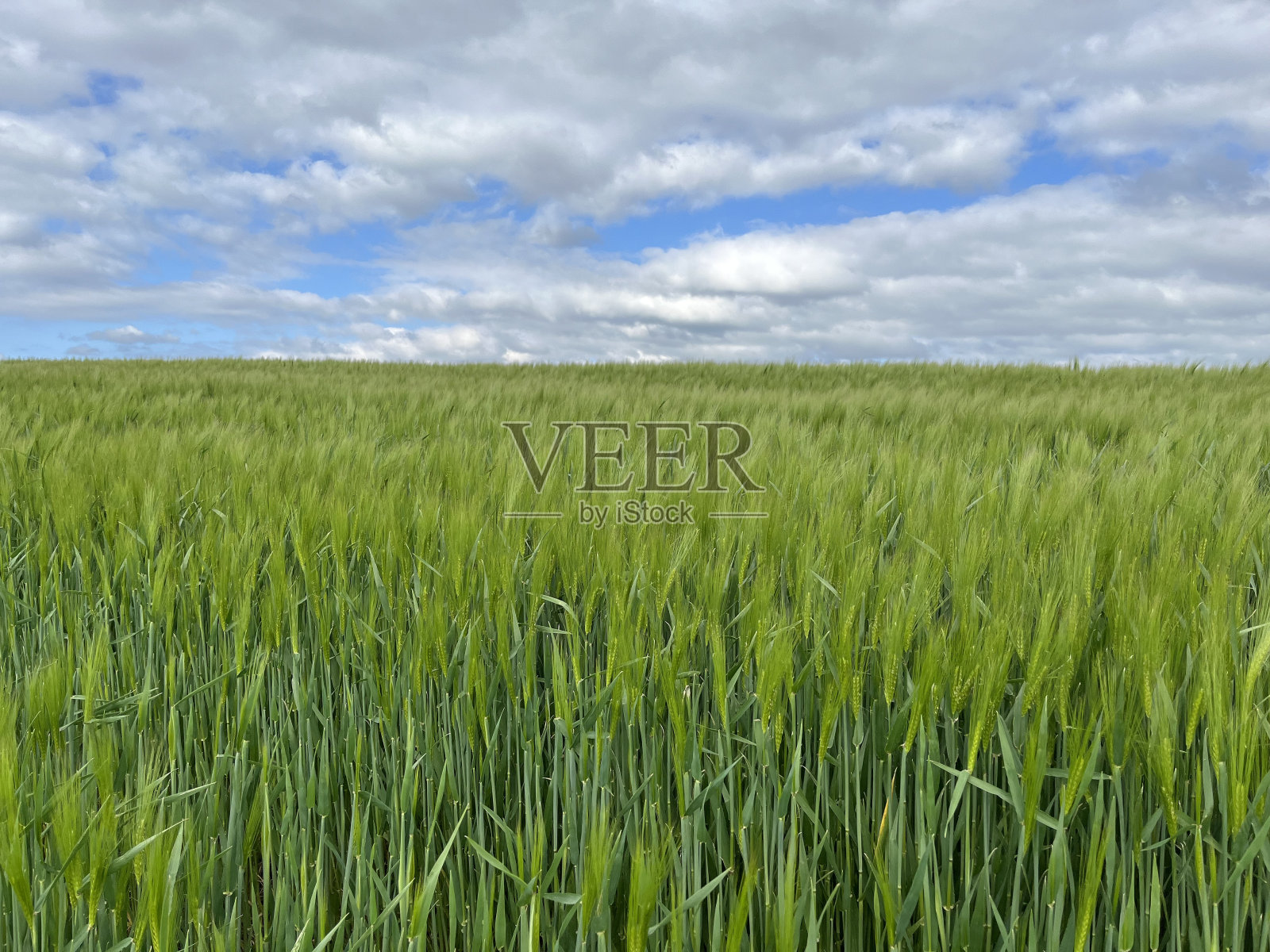 作物领域照片摄影图片