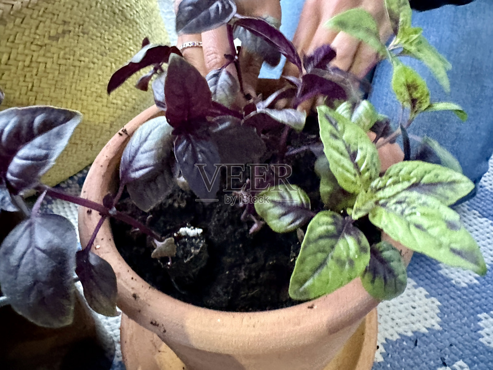 种植深紫色的意大利罗勒，真正的深色叶子。照片摄影图片