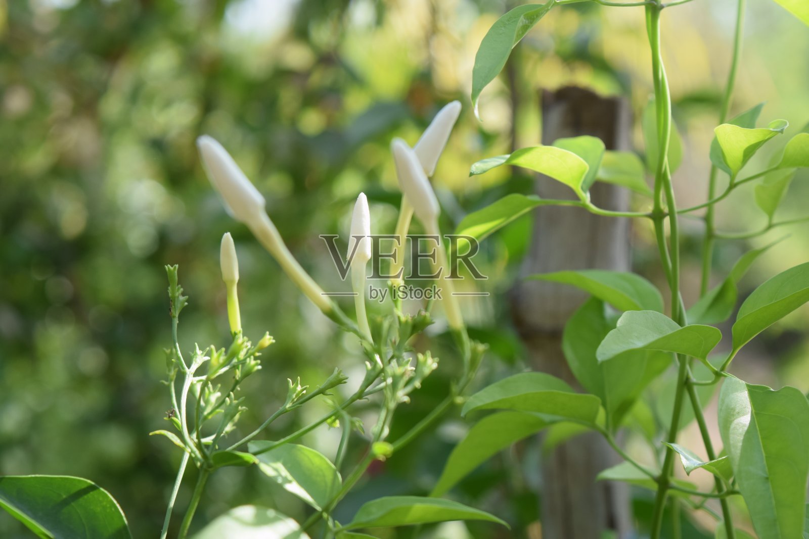 茉莉花在花园里发芽照片摄影图片